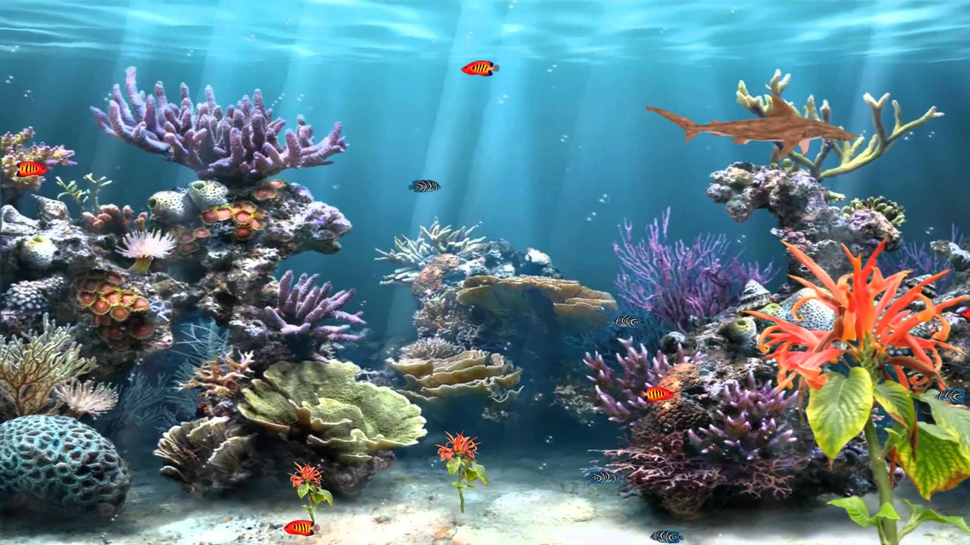 Aquarium Background Pictures (55+ pictures)