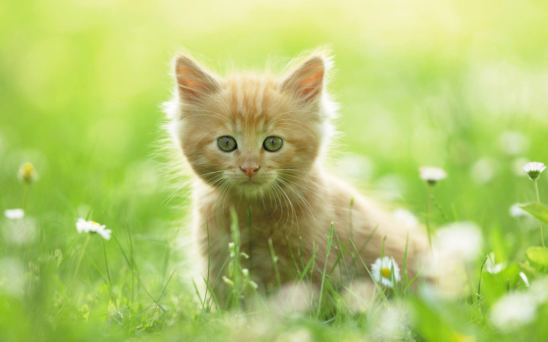 Cute Kitten Wallpapers (59+ pictures)