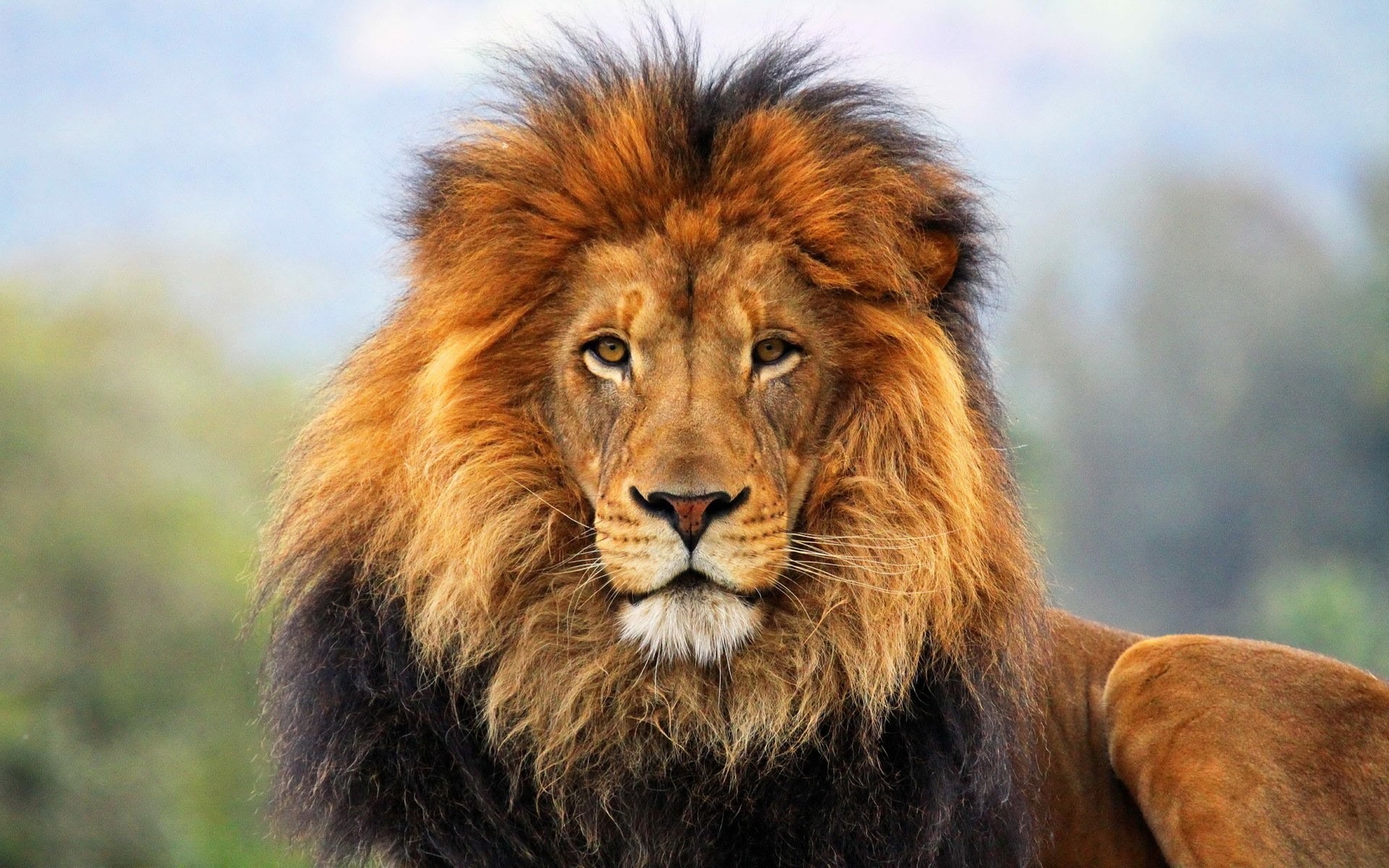 Lion Wallpaper Desktop (64+ pictures)
