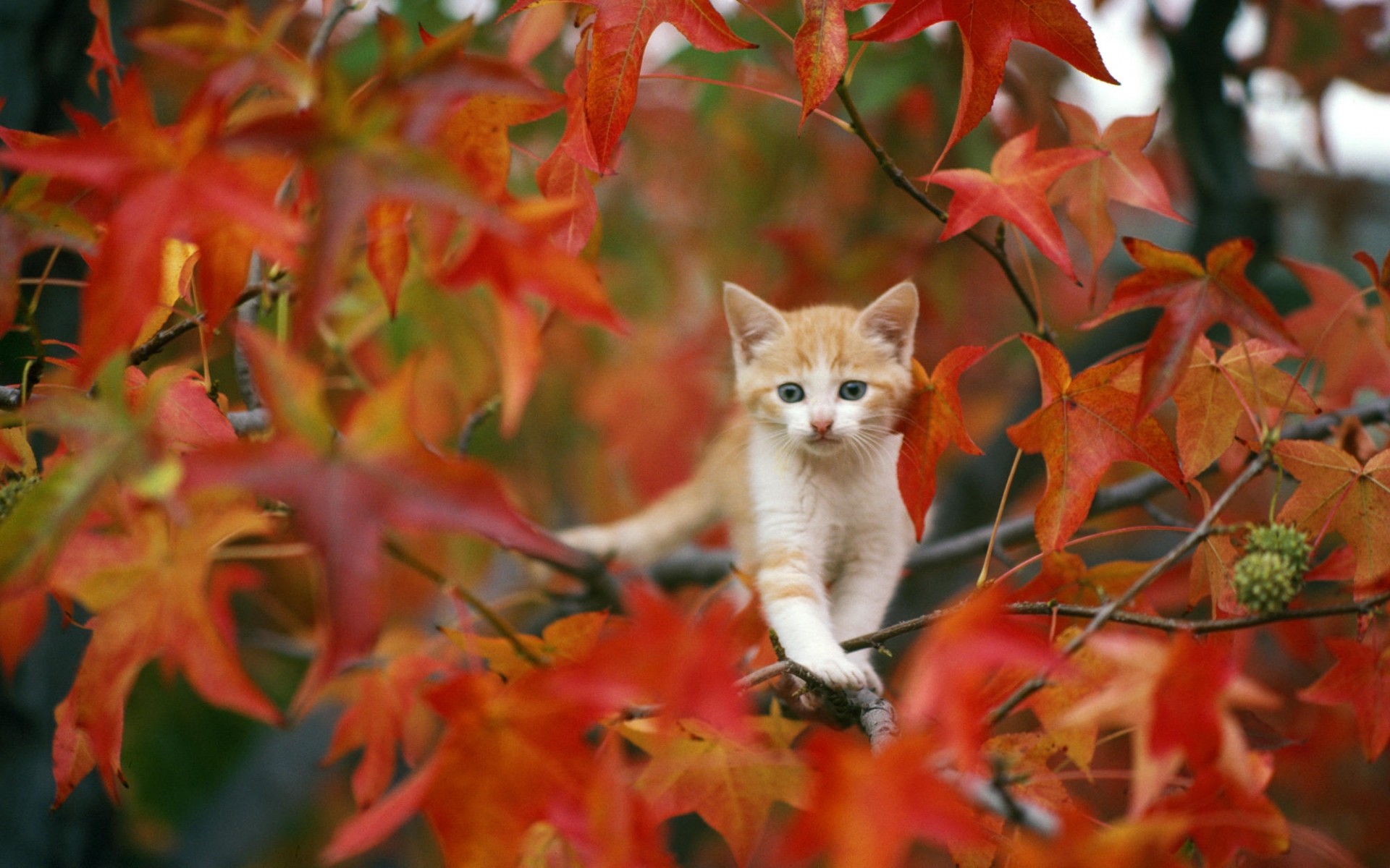 Cute Fall Wallpaper (59+ pictures)