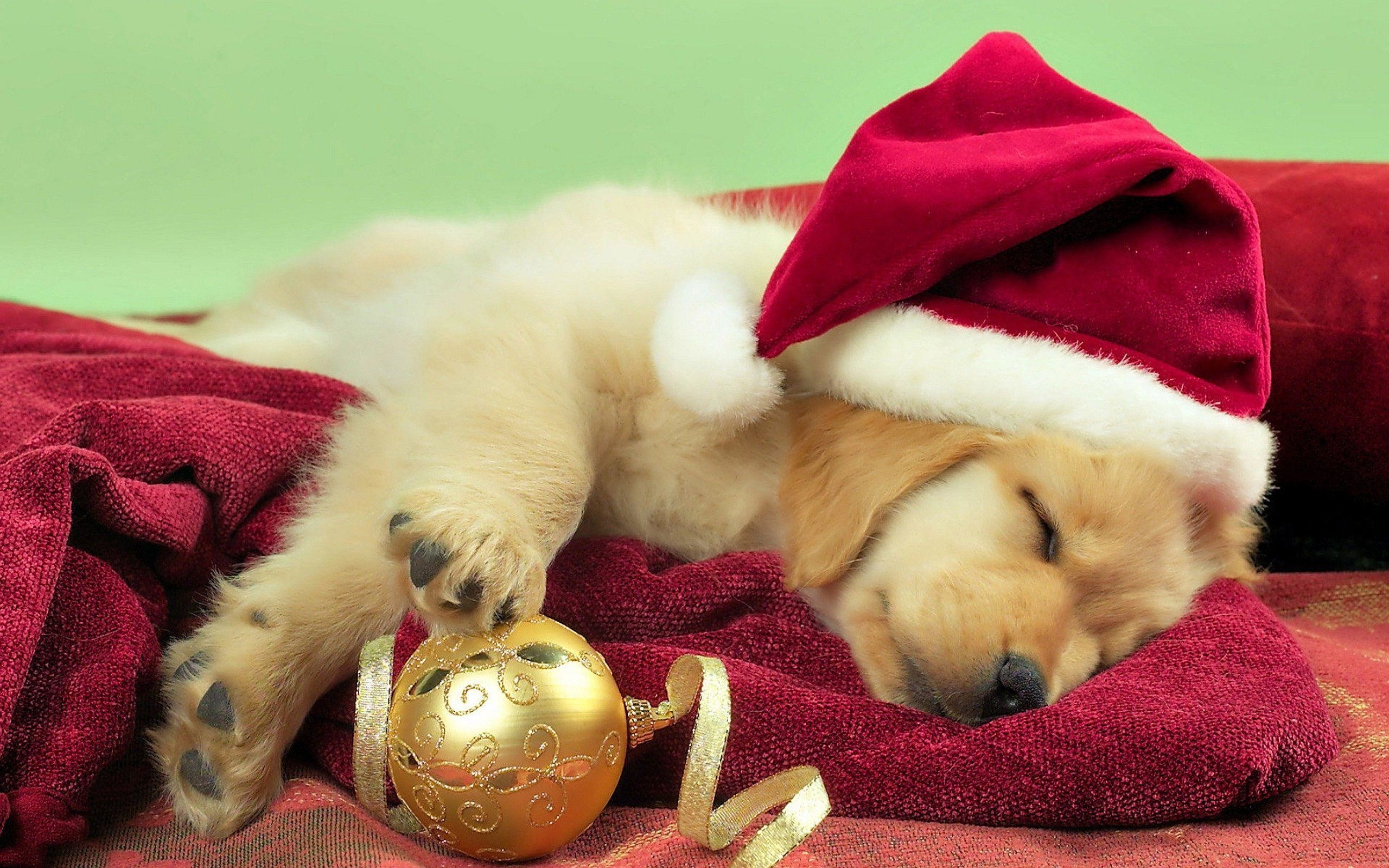 Christmas Puppy Wallpaper (55+ pictures)