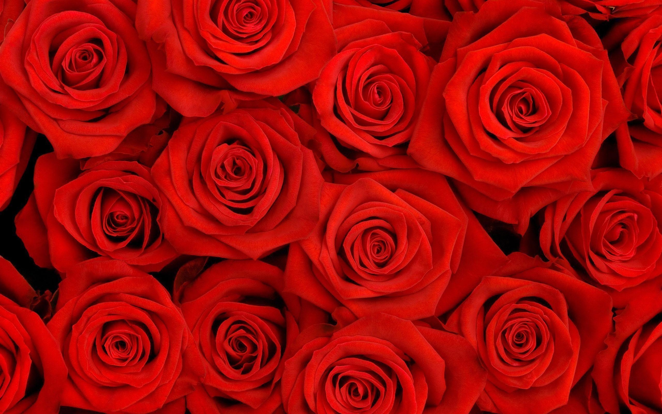 Red Rose Wallpaper (68+ pictures)