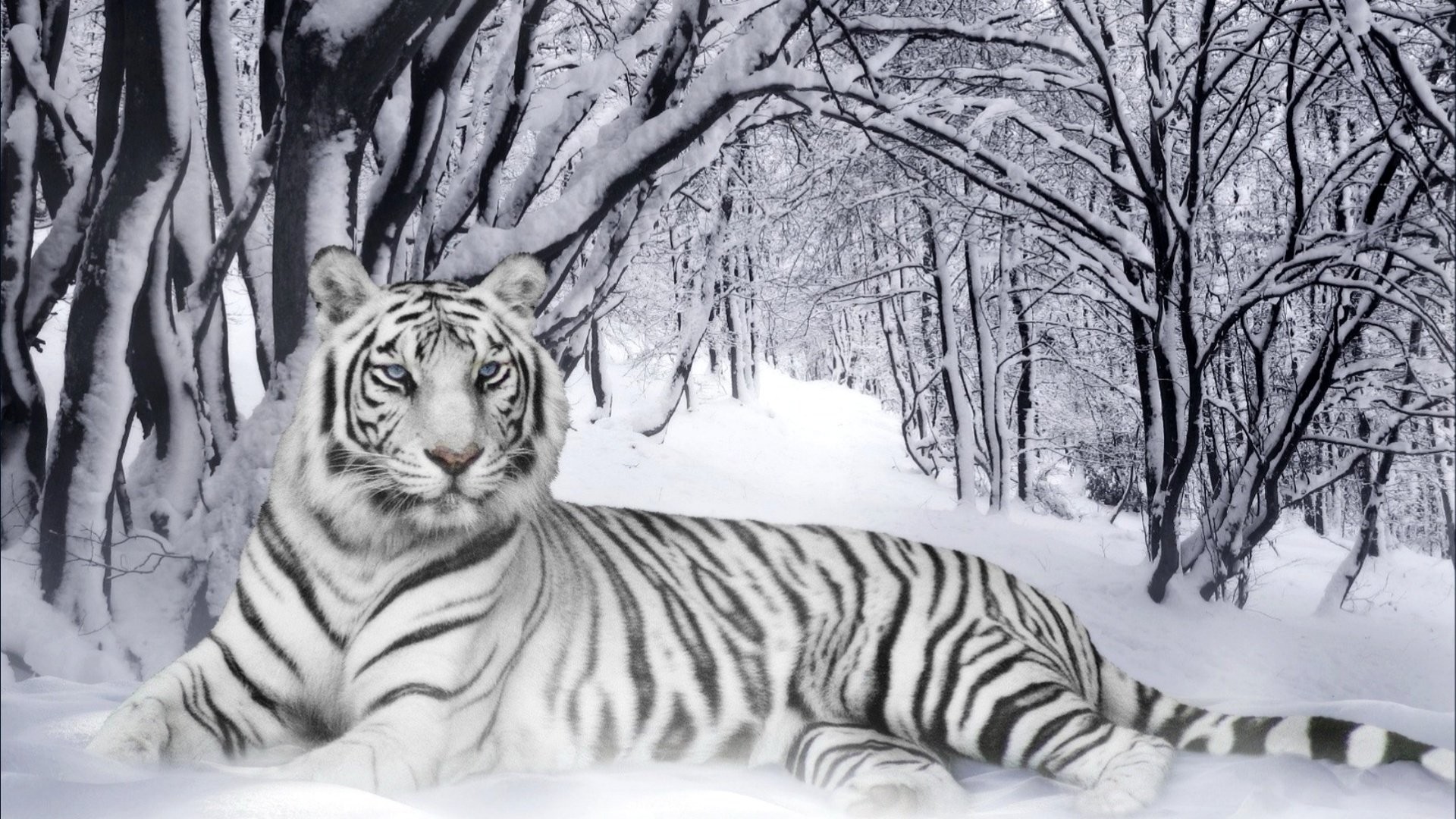 White Tiger Wallpaper (63+ pictures)