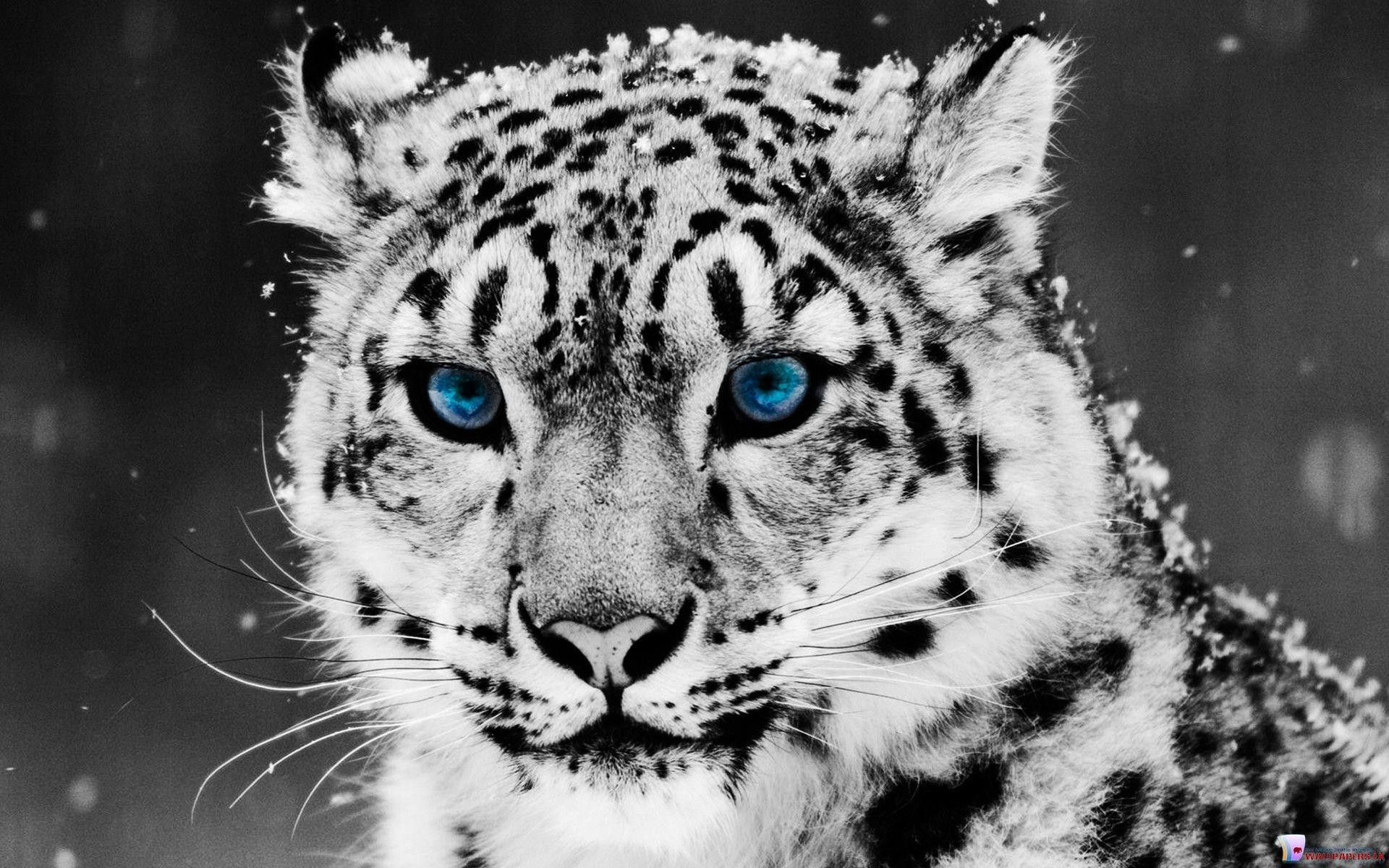 White Tiger Wallpaper HD (59+ pictures)