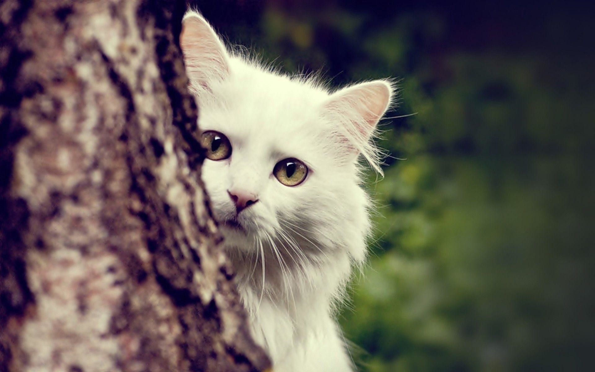 White Cat Wallpaper (73+ pictures)