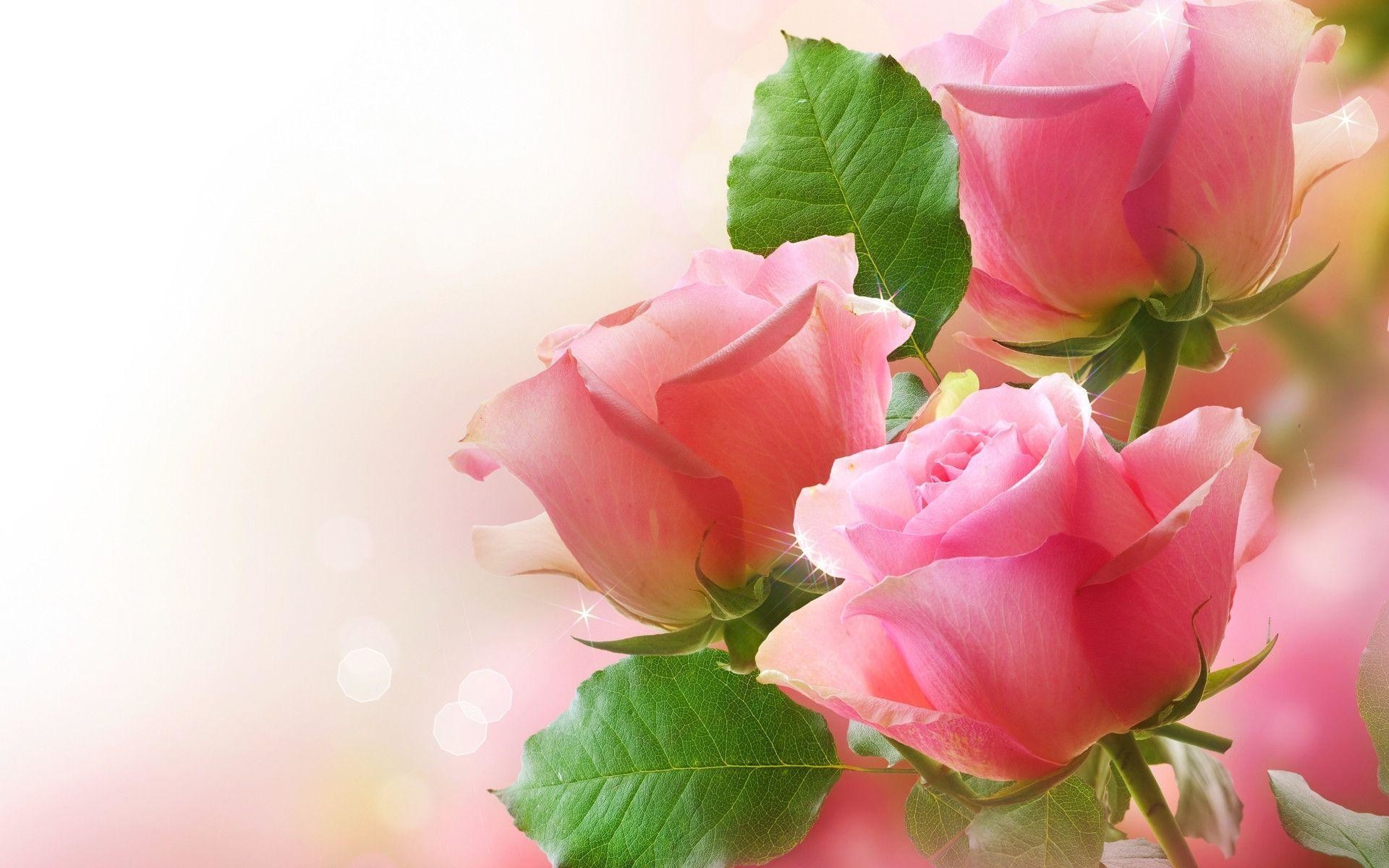 Rose flower blue rain bokeh zoom iPhone X Wallpapers Free Download