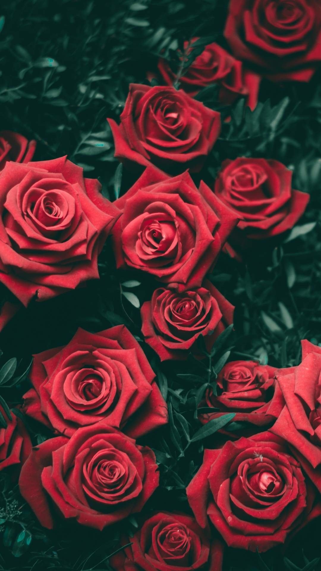 Rose Wallpaper (61+ pictures)