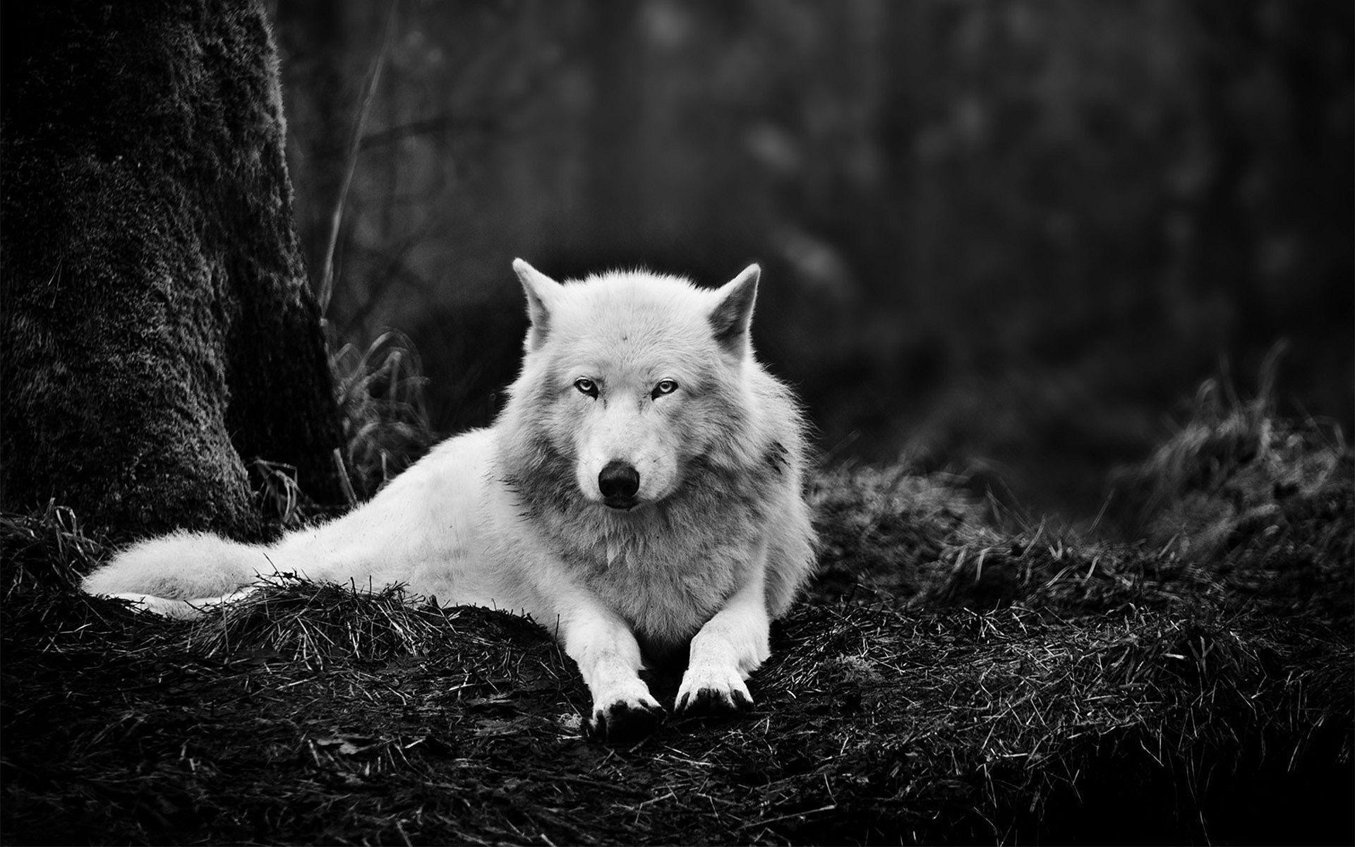 Wolf Wallpaper HD (76+ pictures)