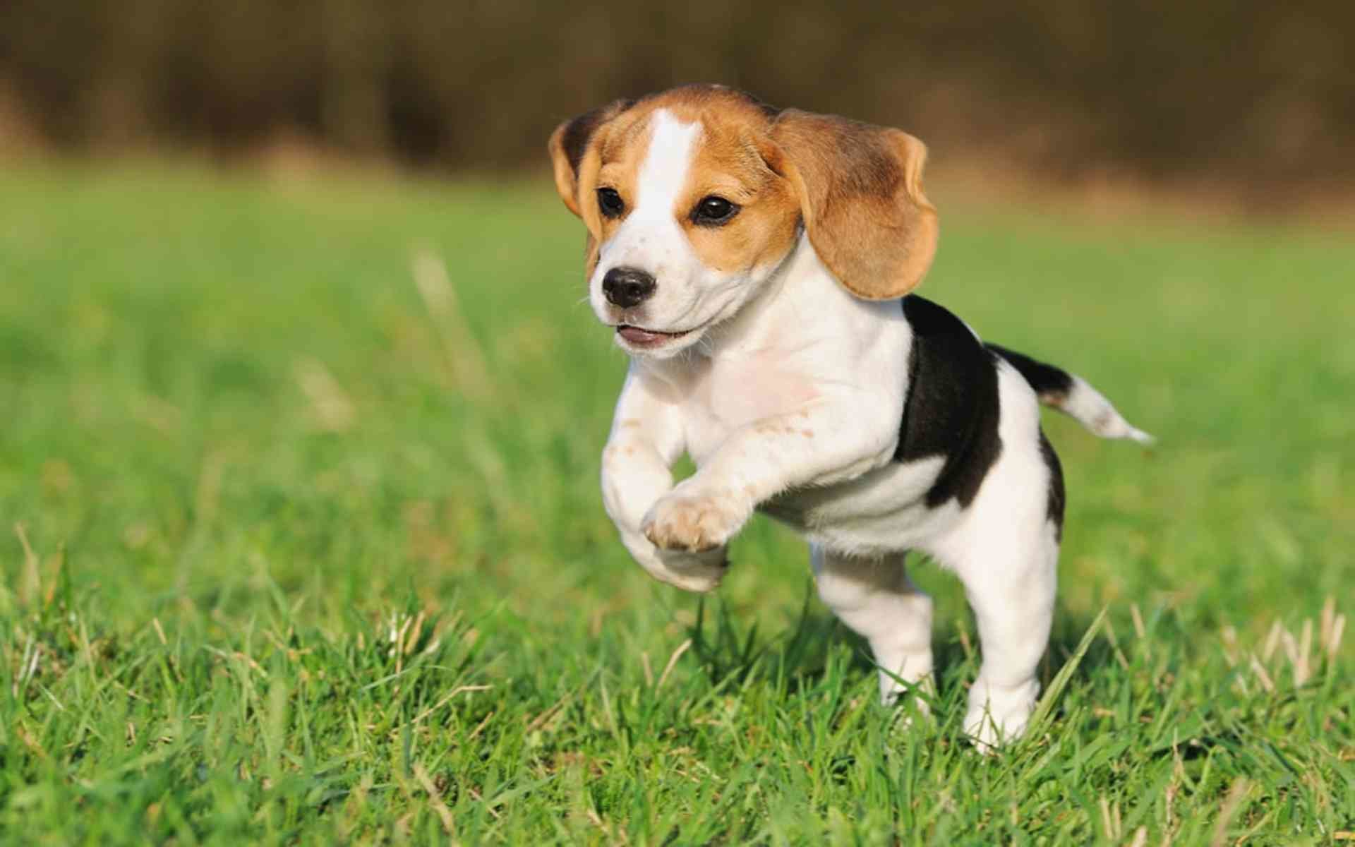 Beagle Puppy Wallpaper (59+ pictures)