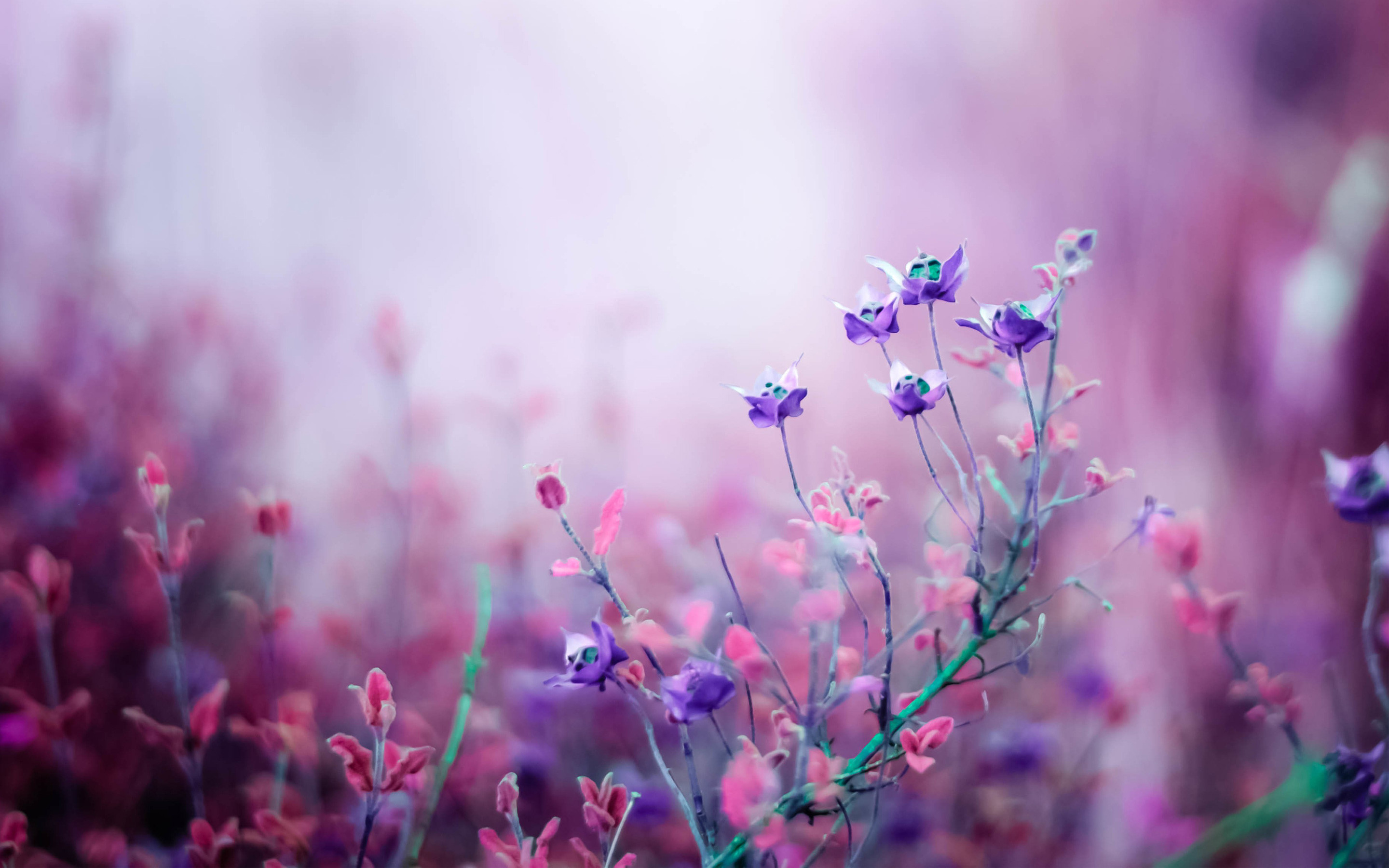 16000+ Flowers HD Wallpapers and Backgrounds
