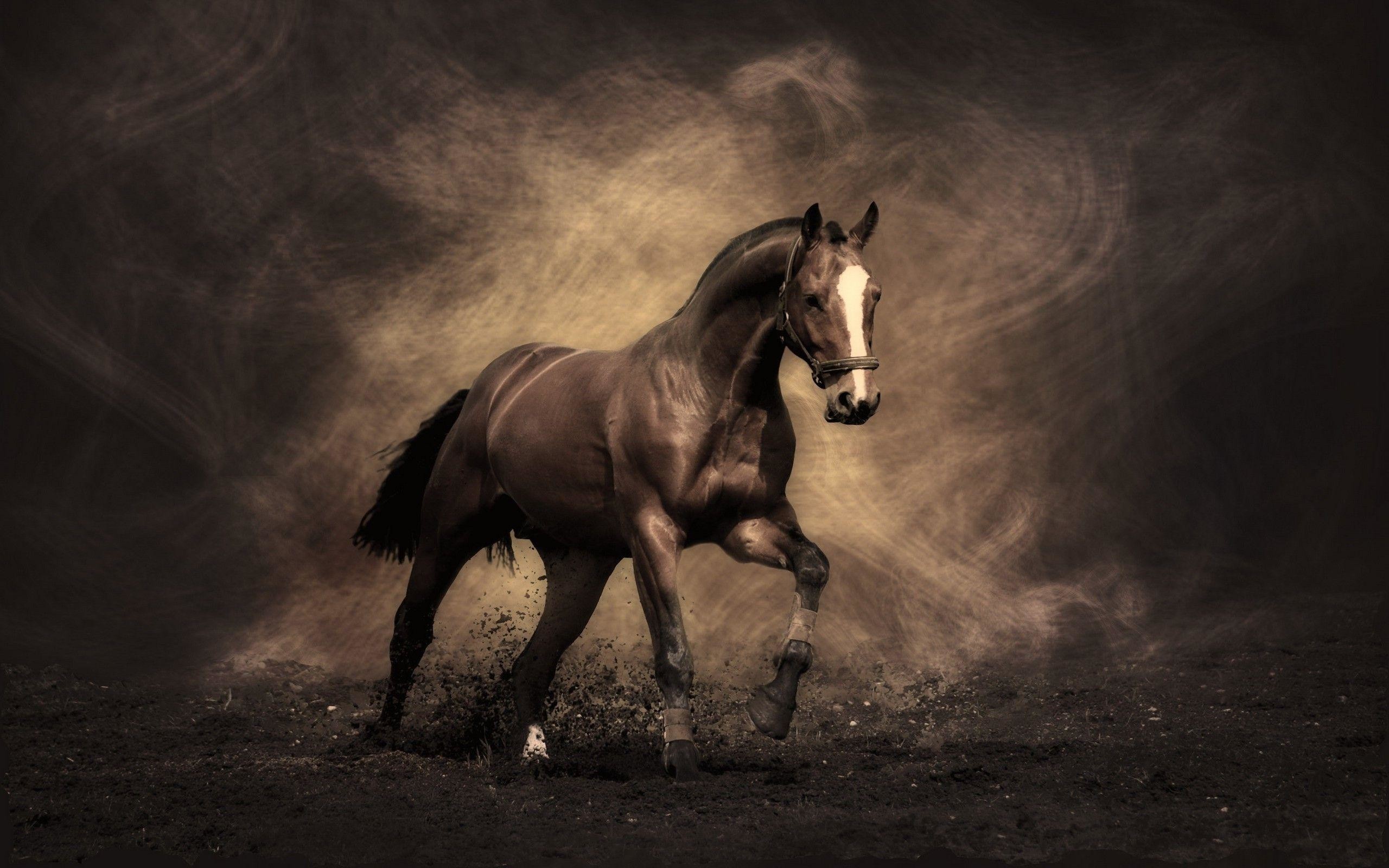 horse wallpaper high resolution