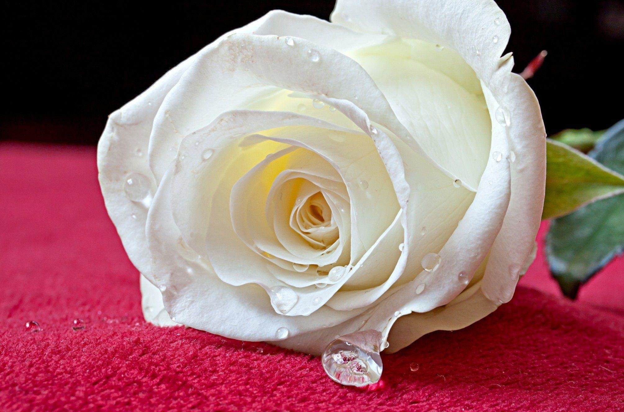 White Rose Wallpaper For Desktop White Rose Wallpaper  White Roses Desktop  Background  2600x1623 Wallpaper  teahubio