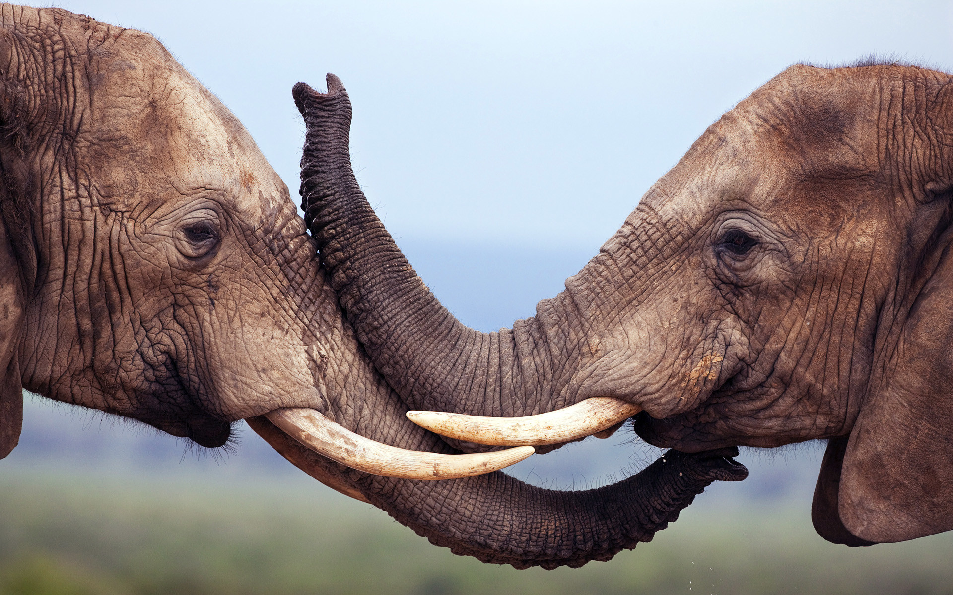 Elephant Desktop Backgrounds (70+ pictures)