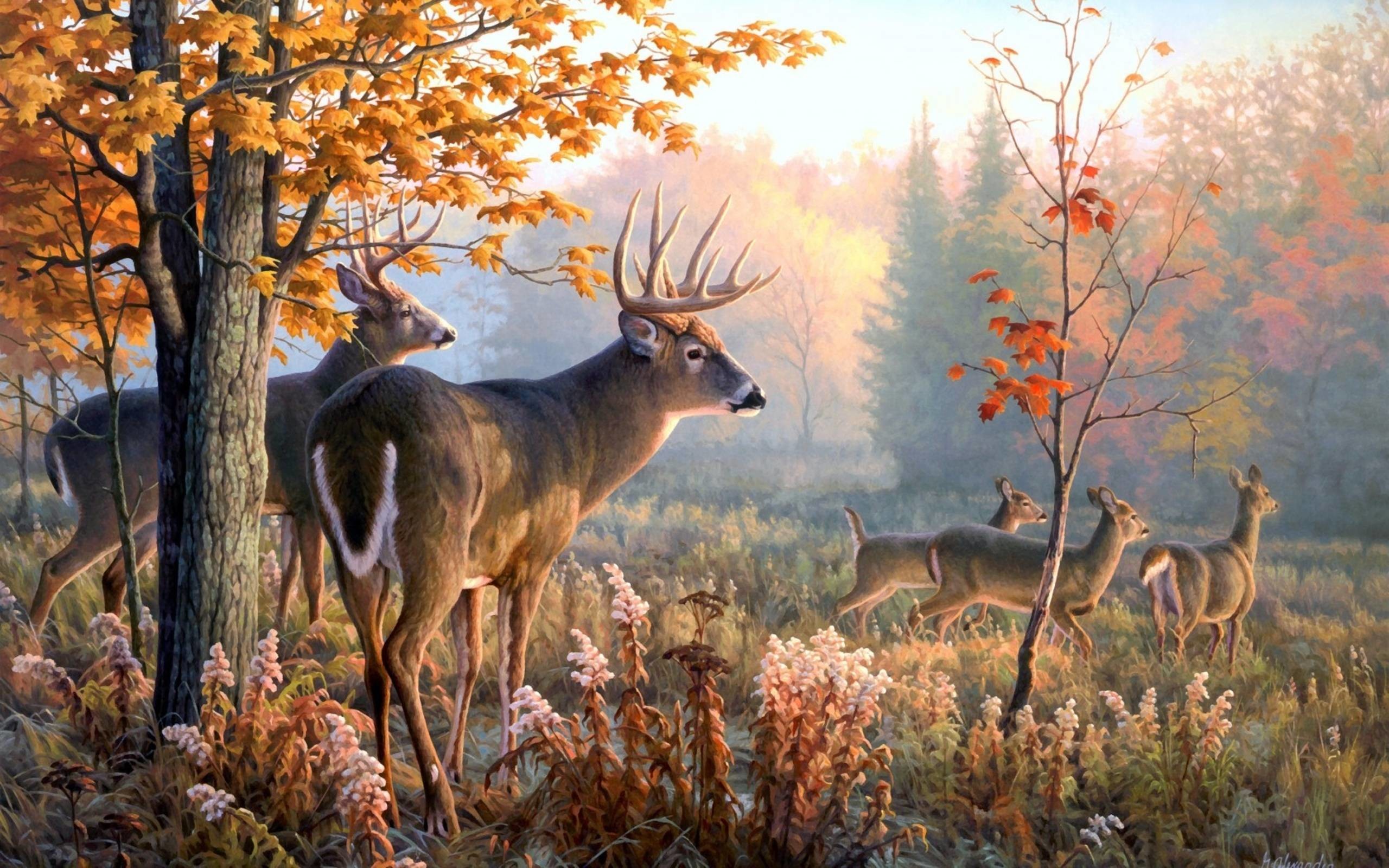 Deer Desktop Wallpaper (82+ pictures)