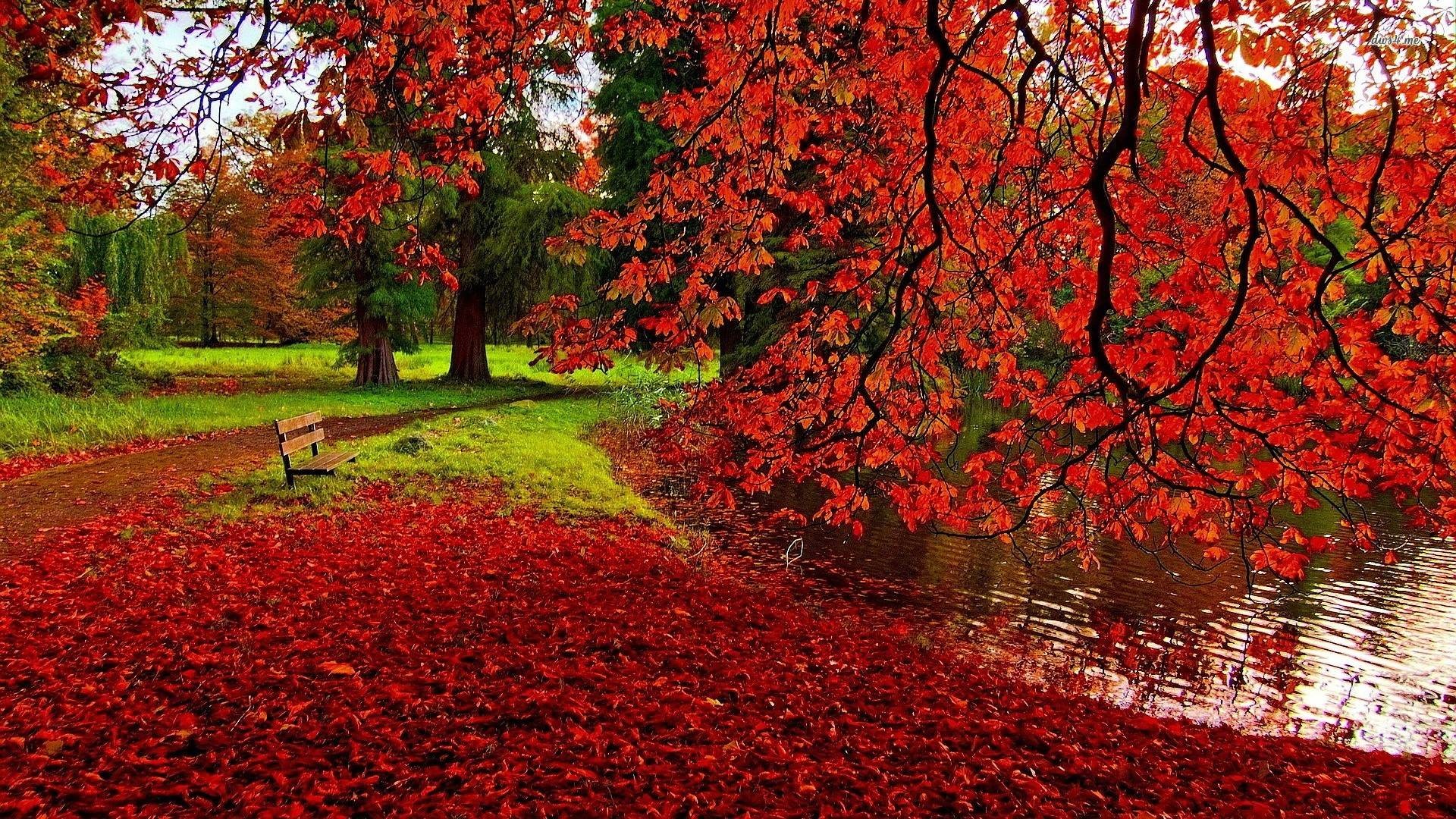 Red Leaves Wallpaper (71+ pictures)