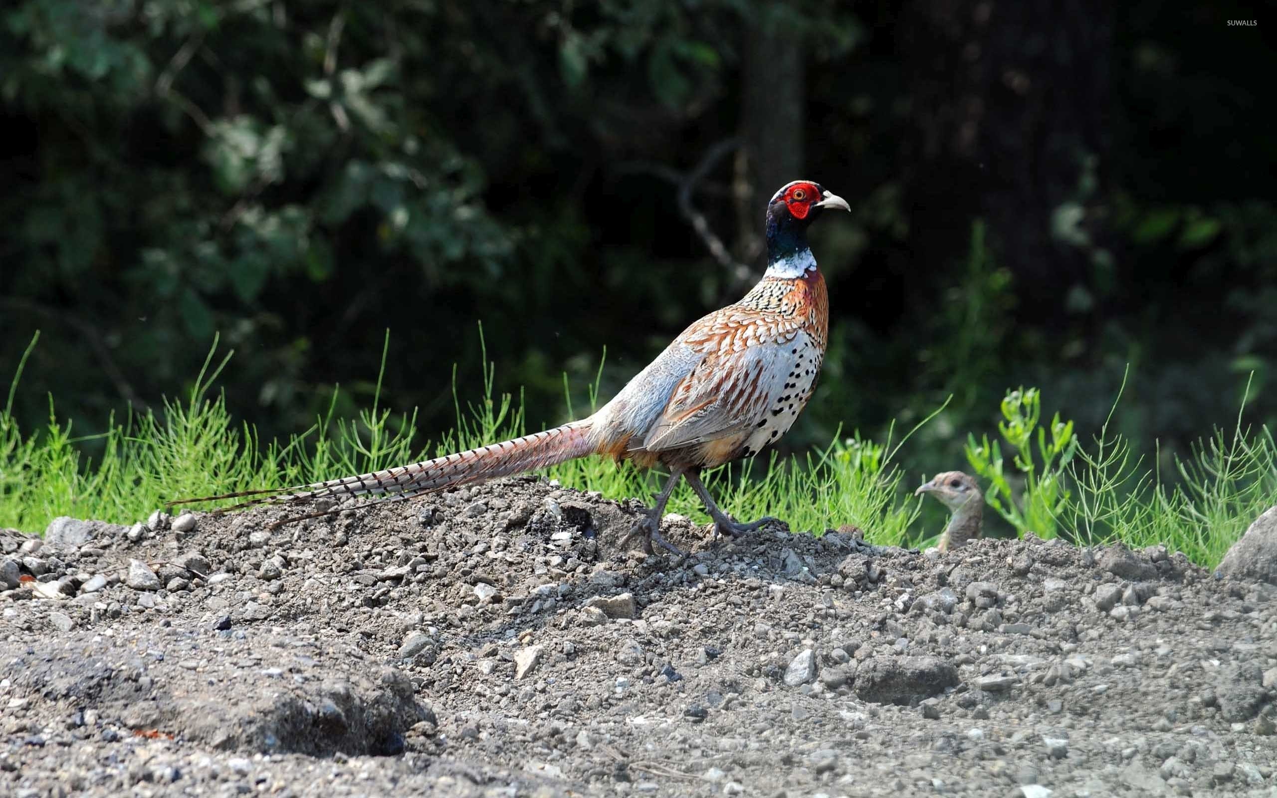 Pheasant wallpaper 2560x1600