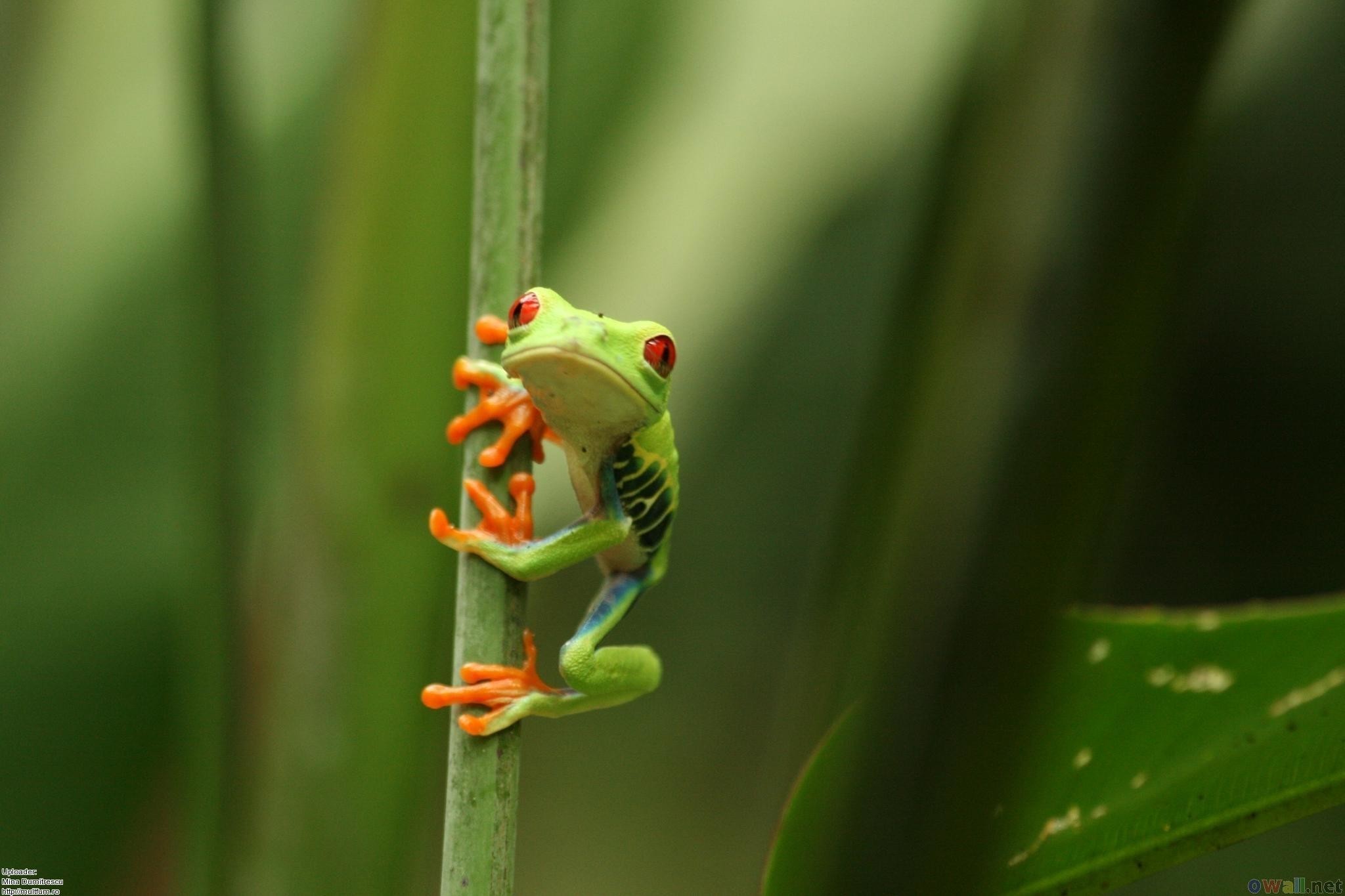 Little Frog Line Style Green Wallpaper Background Wallpaper Image For Free  Download  Pngtree