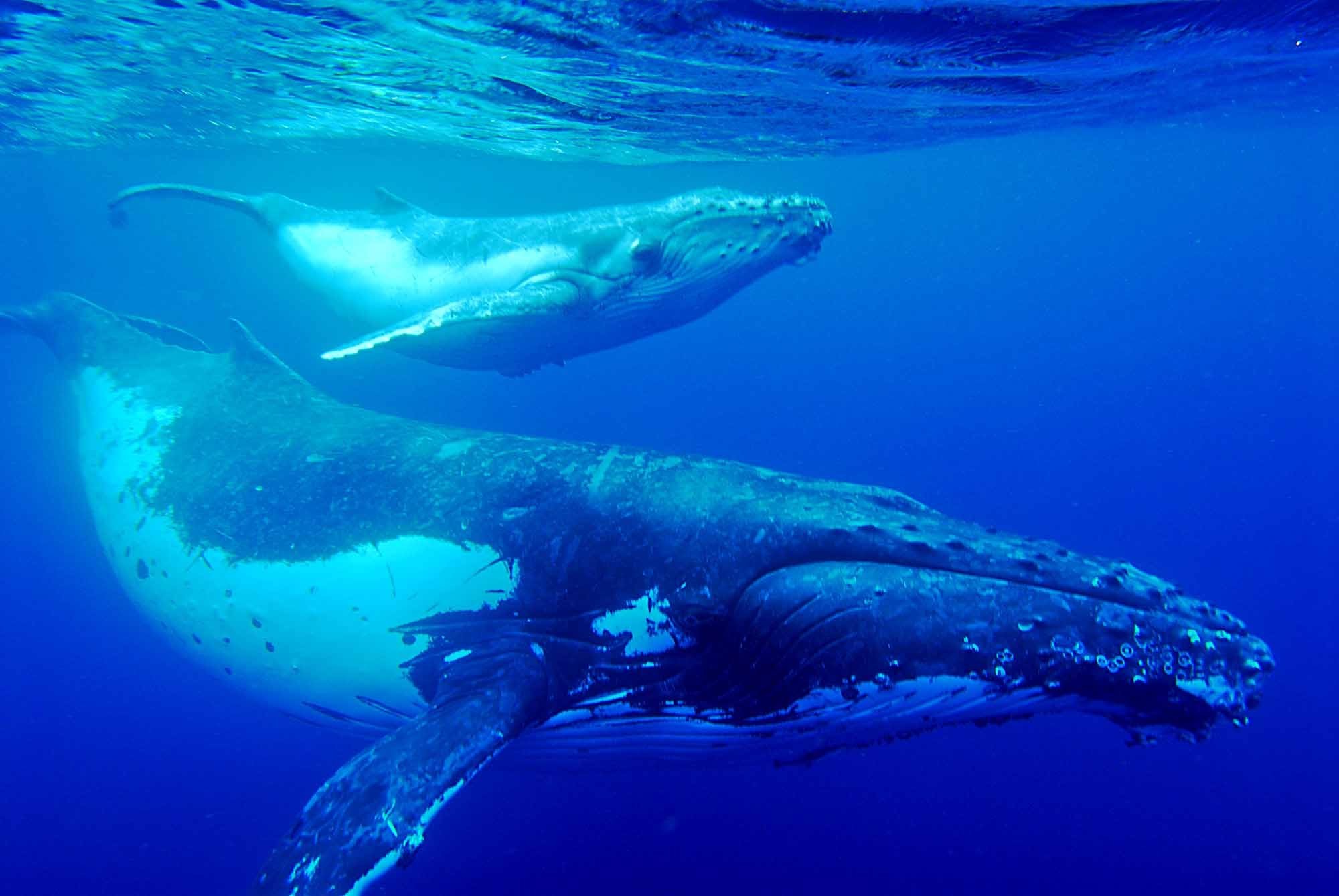 Humpback Whale Wallpaper (62+ pictures)