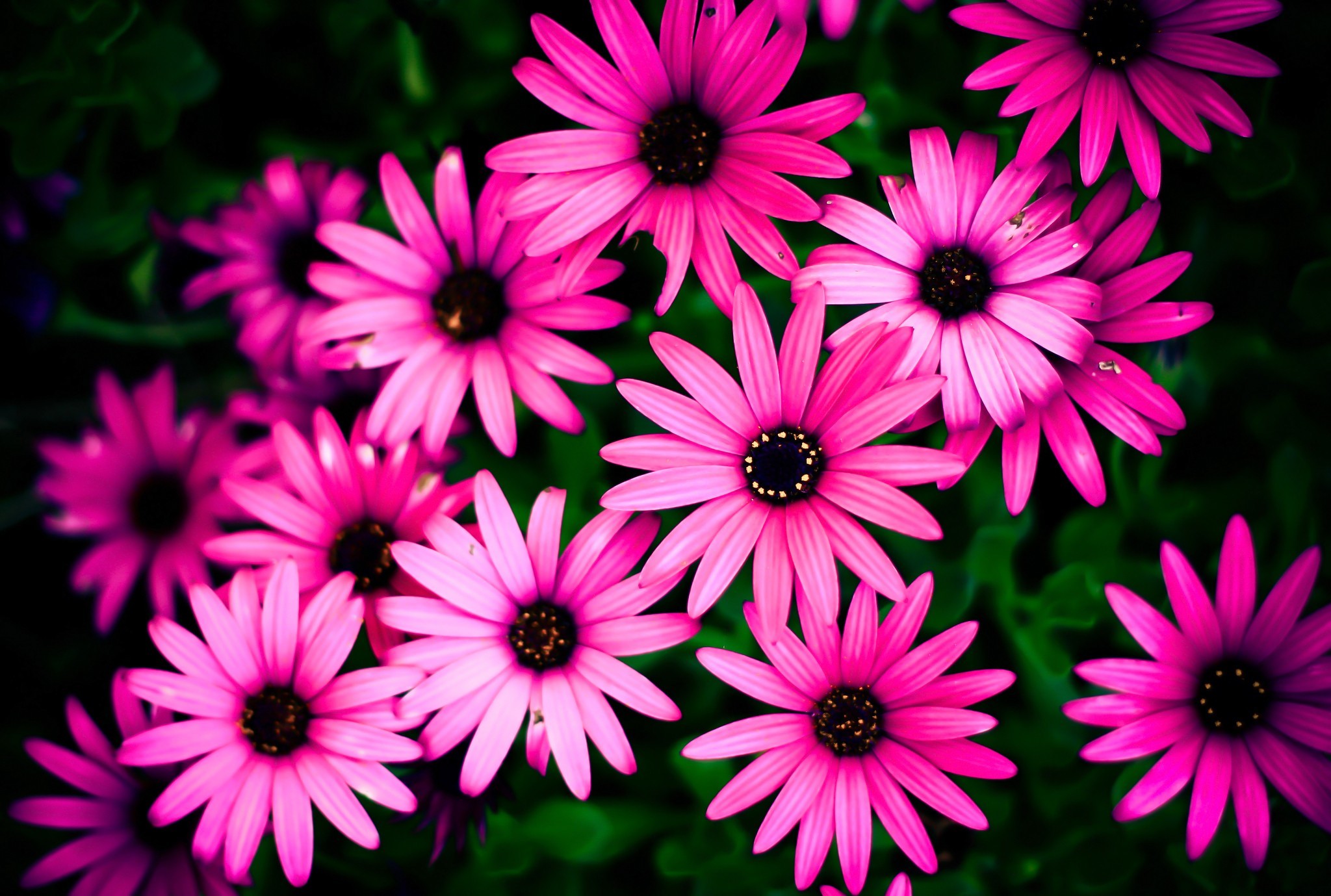 Pink Daisy Wallpaper (56+ pictures)