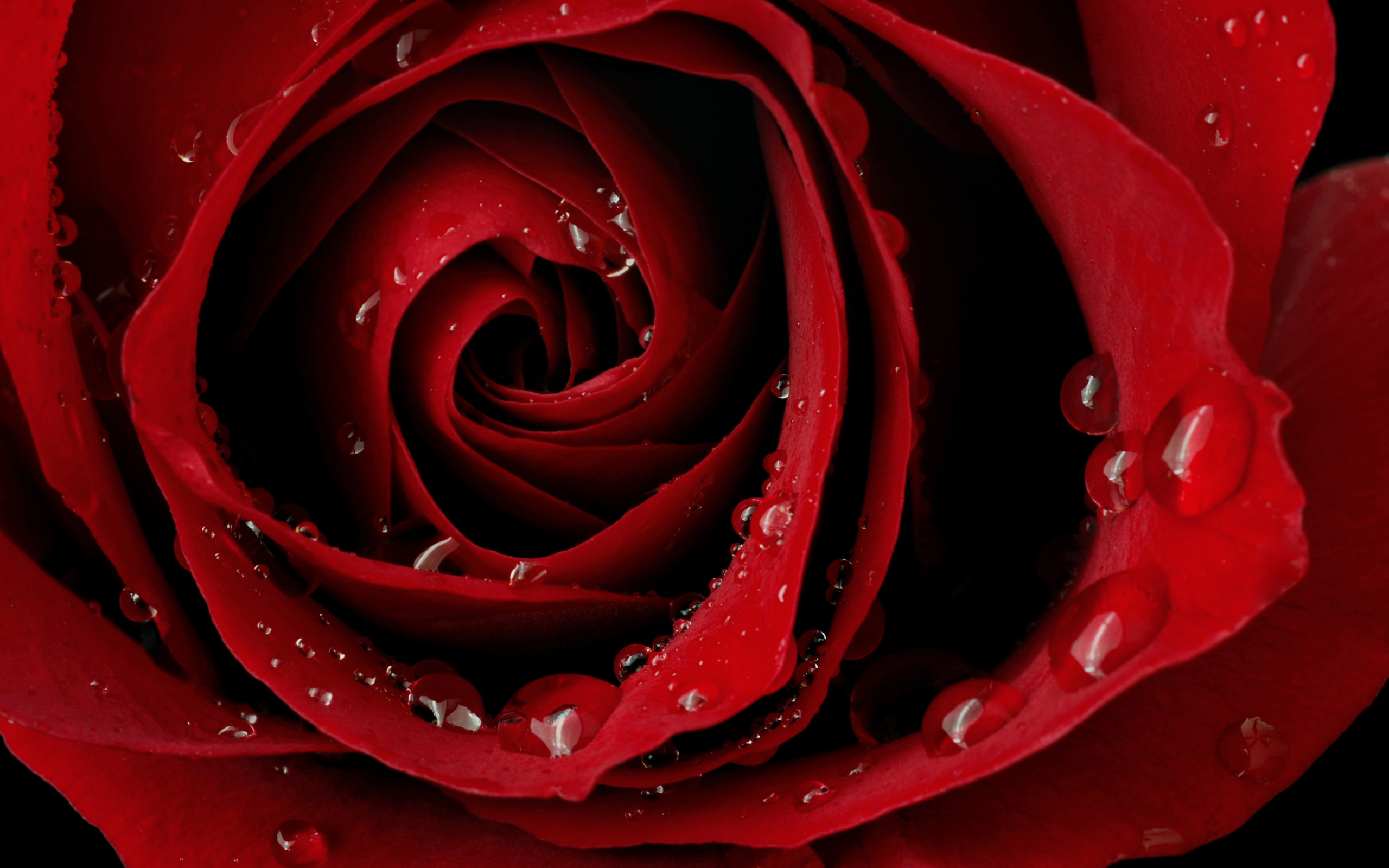 Red Rose Wallpaper Desktop 60 Pictures