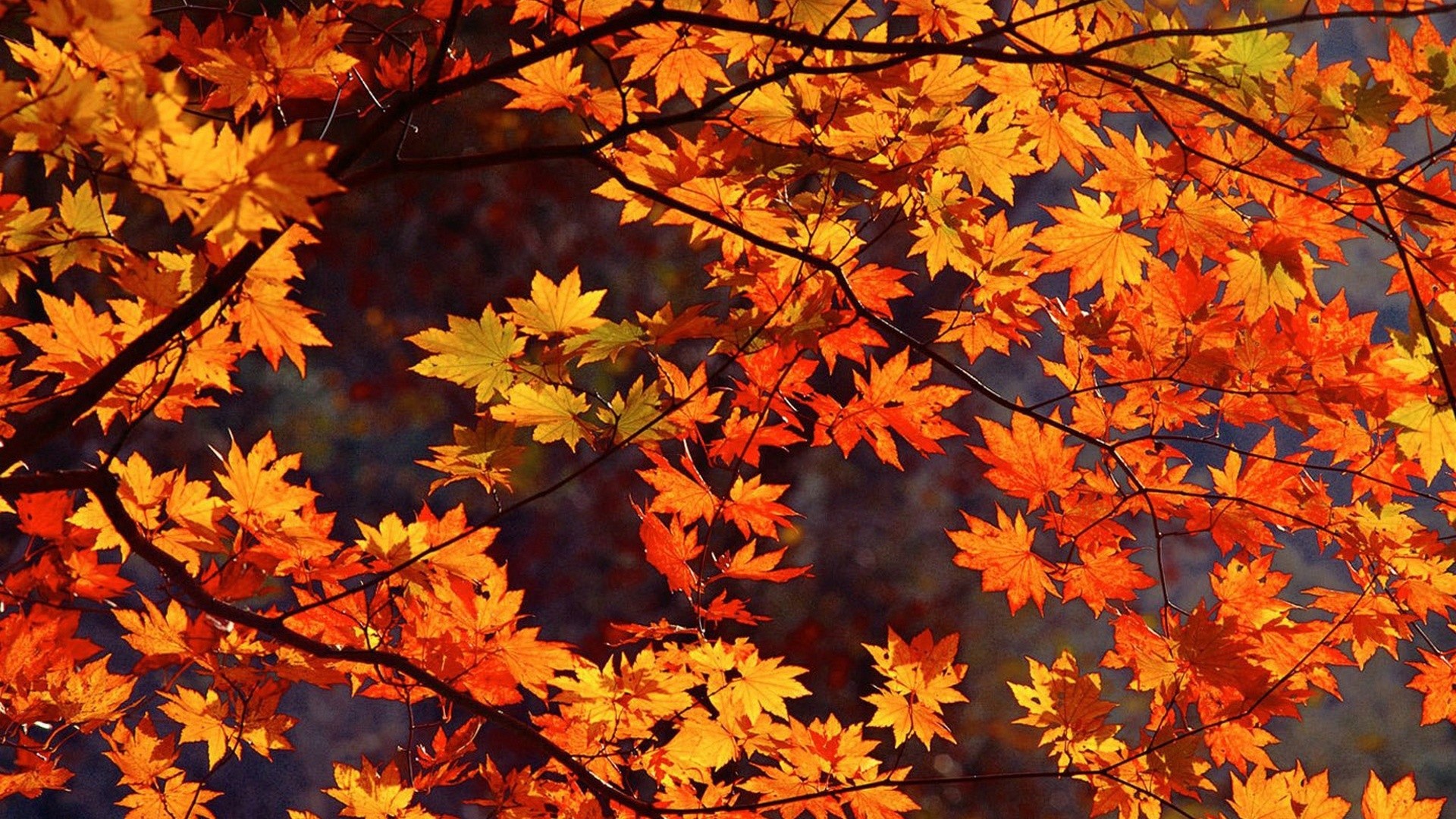 undefined Japanese Desktop Wallpaper (57 Wallpapers) | Adorable Wallpapers 1920x1080