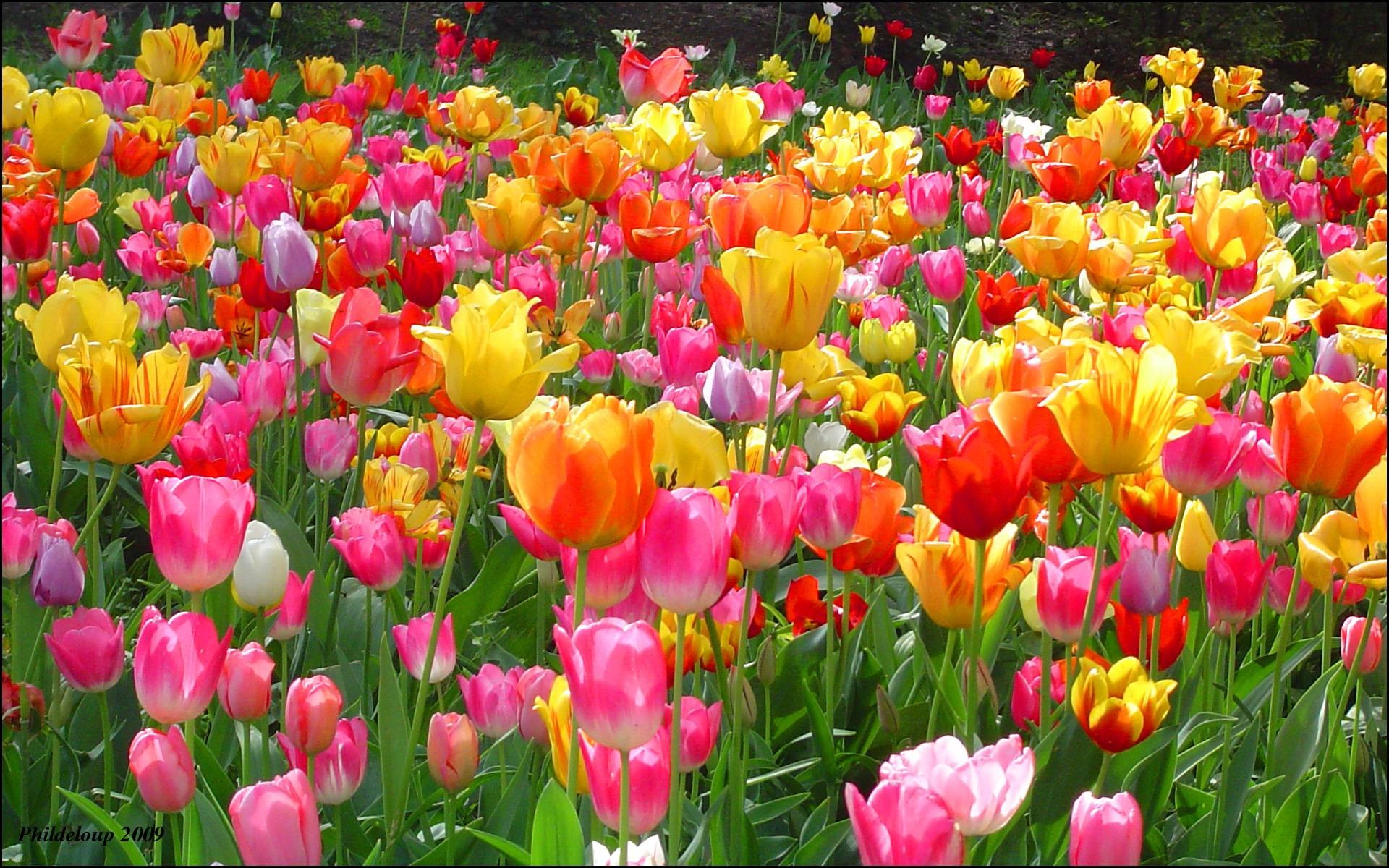 Hoa tulip được biết đến với vẻ đẹp nổi bật và sắc sảo. Những bông hoa tulip đầy màu sắc trên nền xanh tươi sẽ khiến bạn không thể rời mắt khỏi hình ảnh đó. Hãy cùng thưởng thức vẻ đẹp của hoa tulip và khám phá thêm những điều thú vị về loài hoa này.