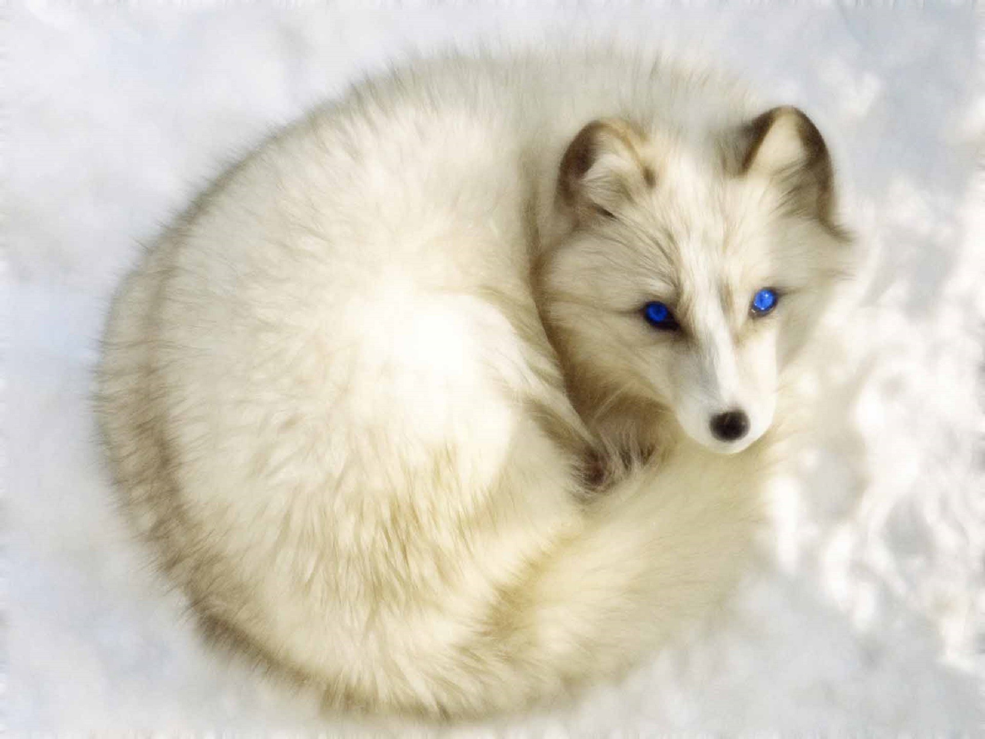 350 Arctic Fox Pictures  Download Free Images on Unsplash