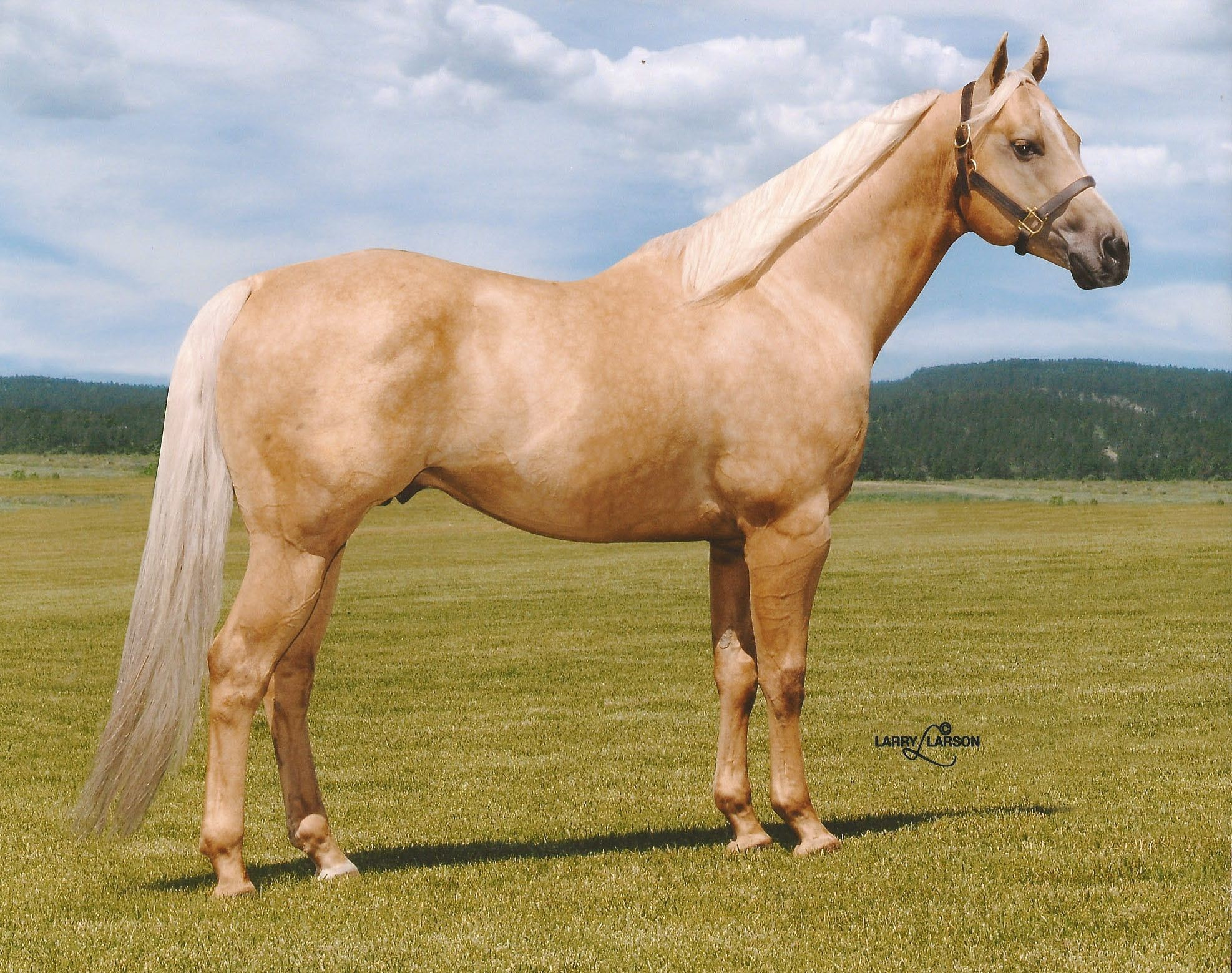  Quarter Horse Wallpaper 50 Pictures 