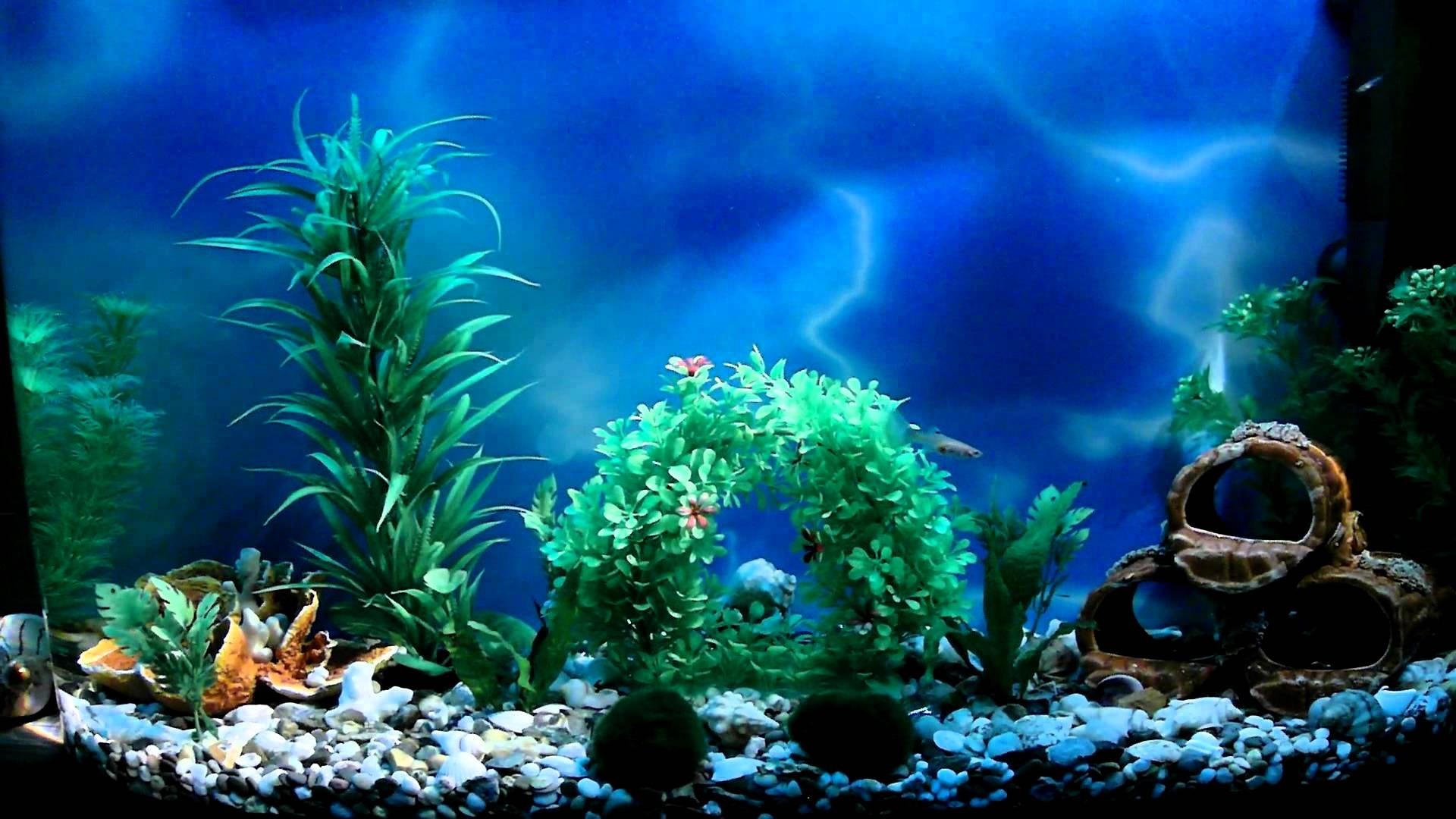 Aquarium Backgrounds Printable