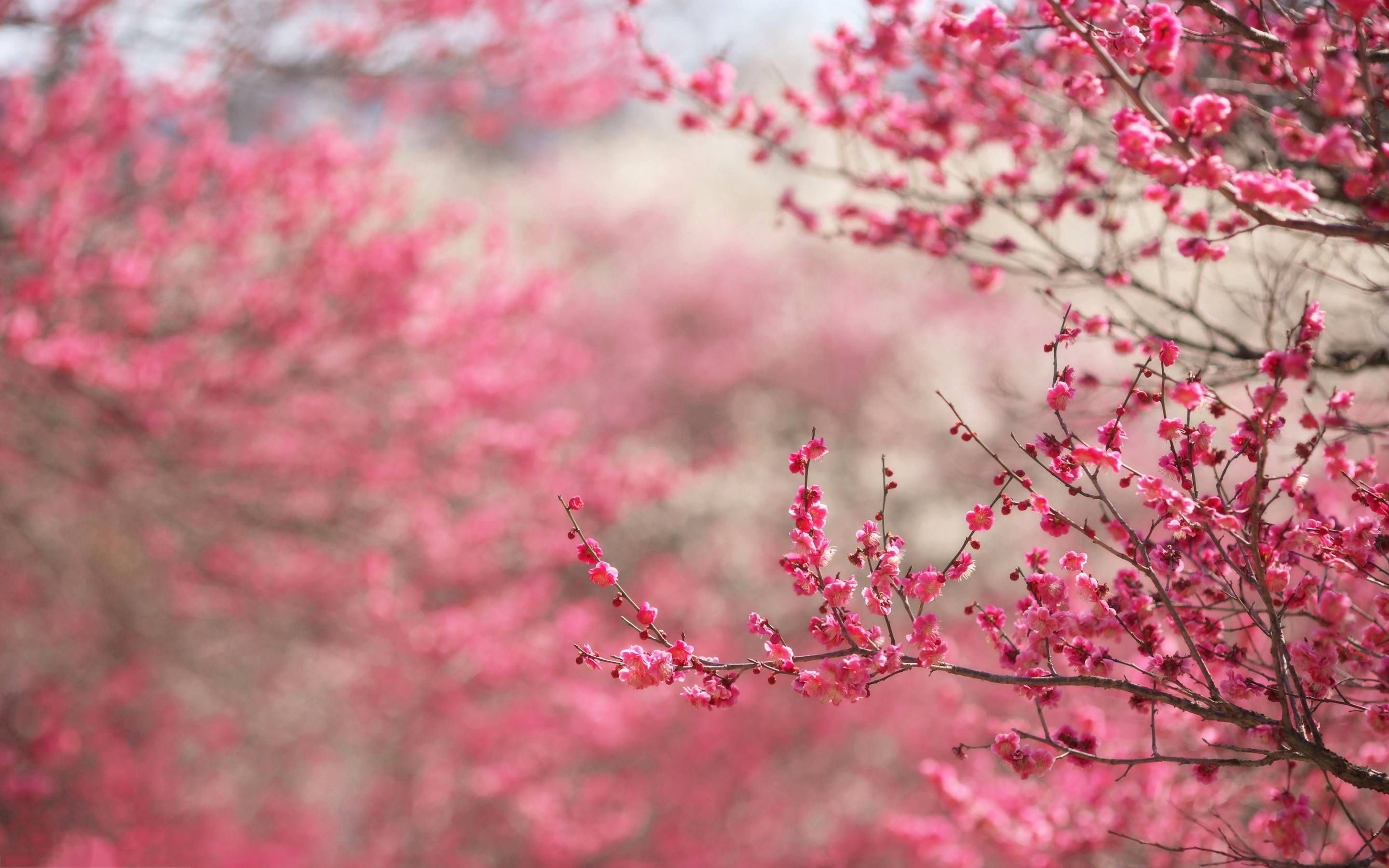 Cherry Blossoms Background (45+ pictures)