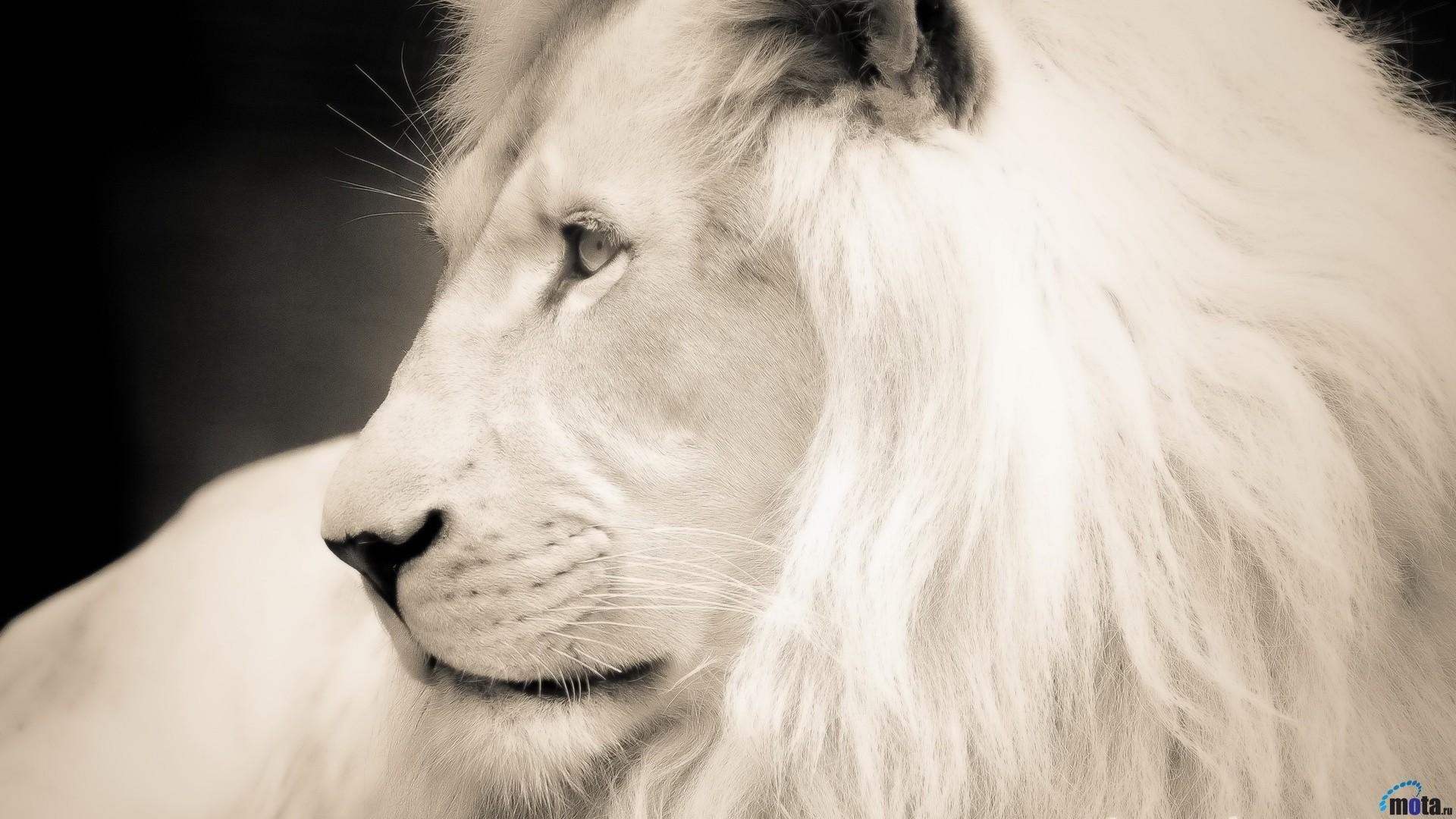 White Lion Wallpaper (65+ pictures)