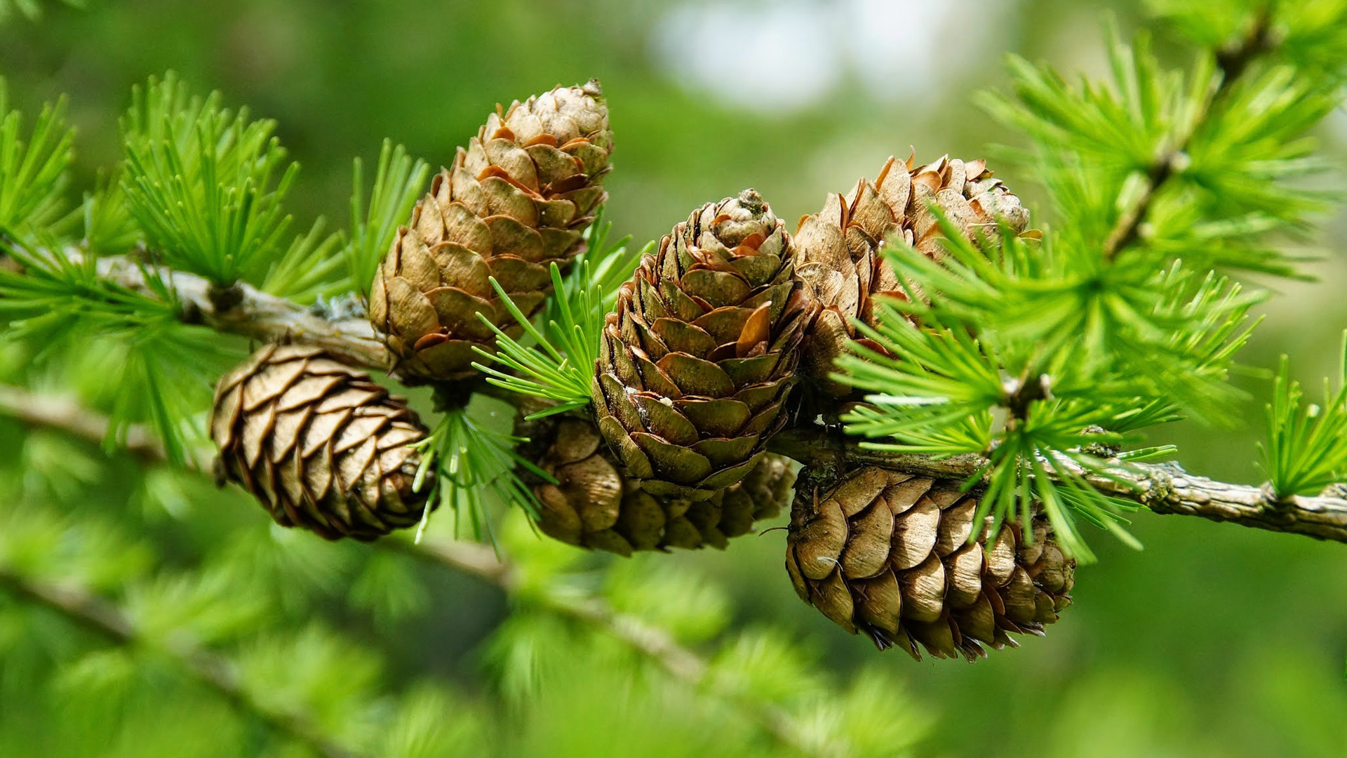 Pine Cone Wallpaper (57+ pictures)