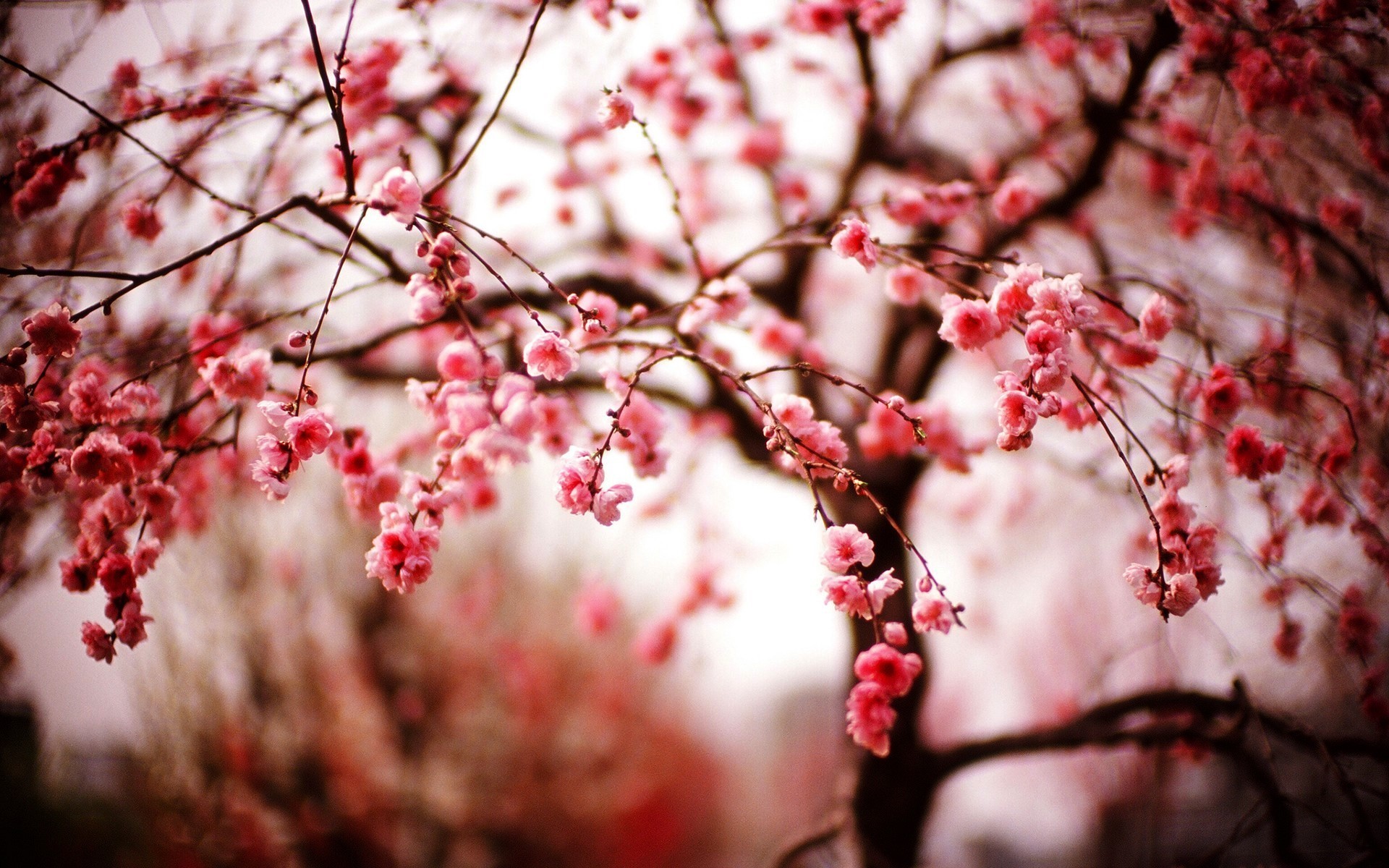 Cherry Blossom Wallpaper (71+ pictures)