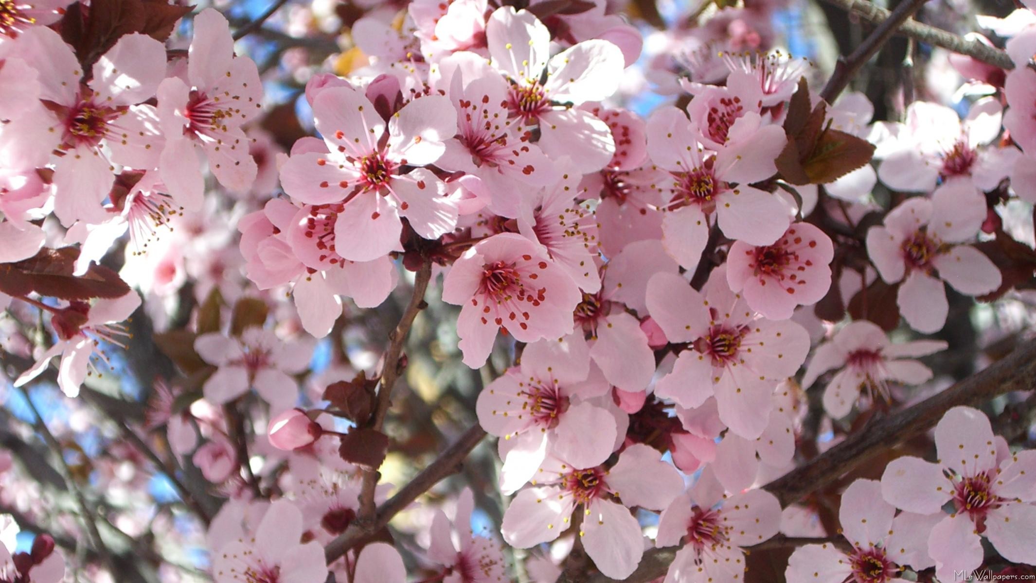 Календарь сакура. Pink Blossom Мирт. VMATE 2 Сакура Пинк. Магнолия и Сакура чем отличаются.