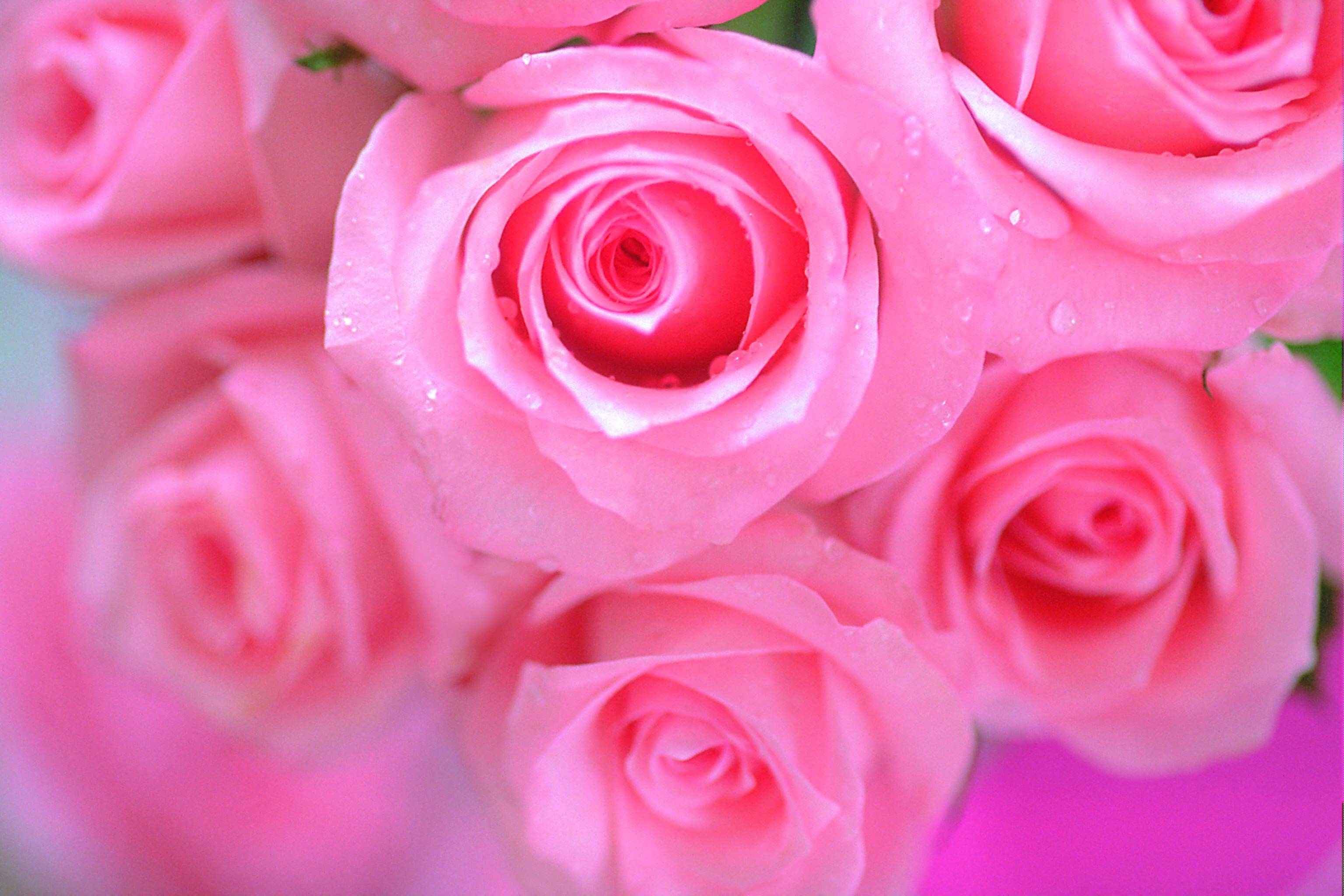 Rose Pink Wallpaper 61 Pictures