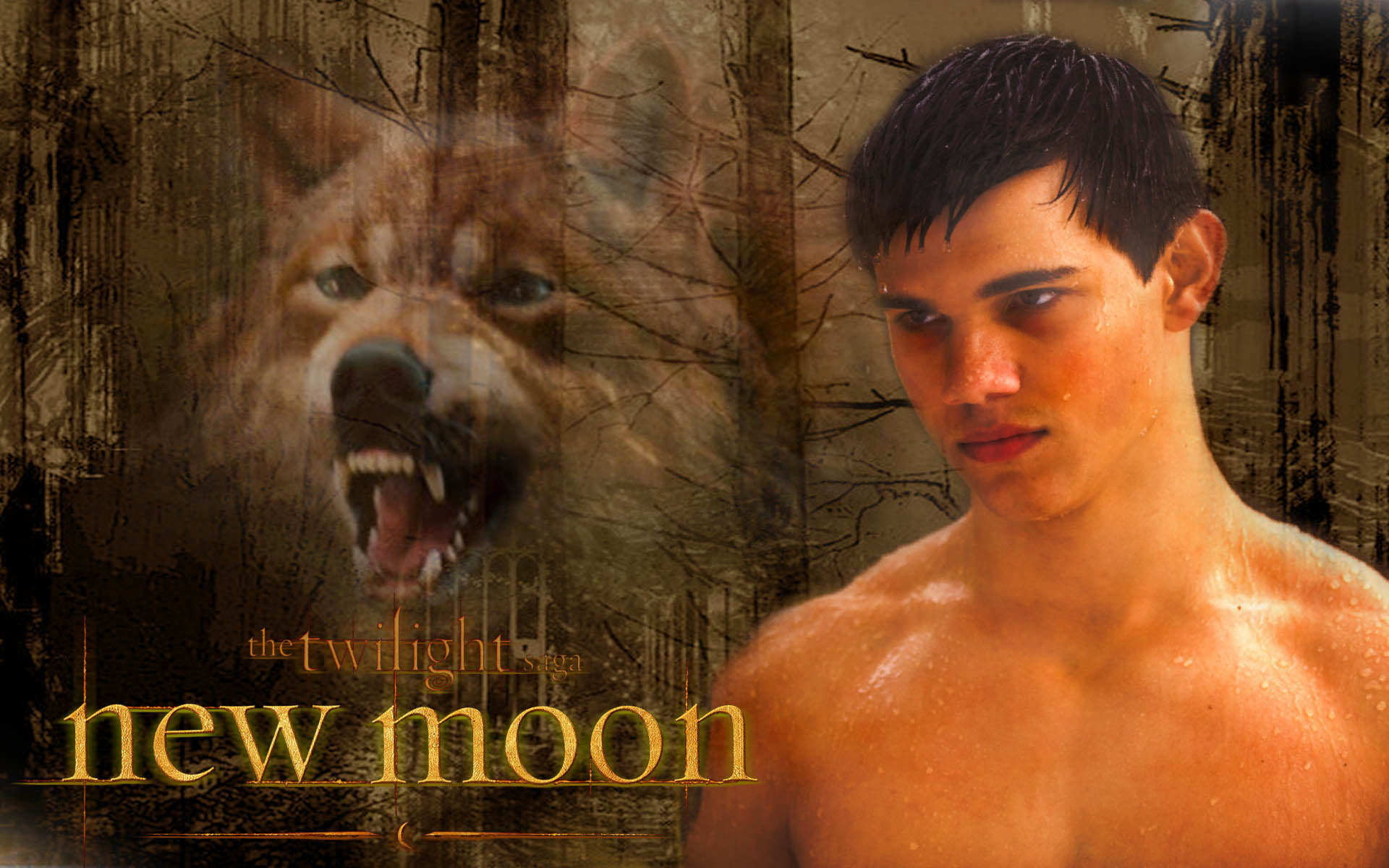 Bella & Jacob New Moon - Twilight Series Wallpaper (7331636) - Fanpop