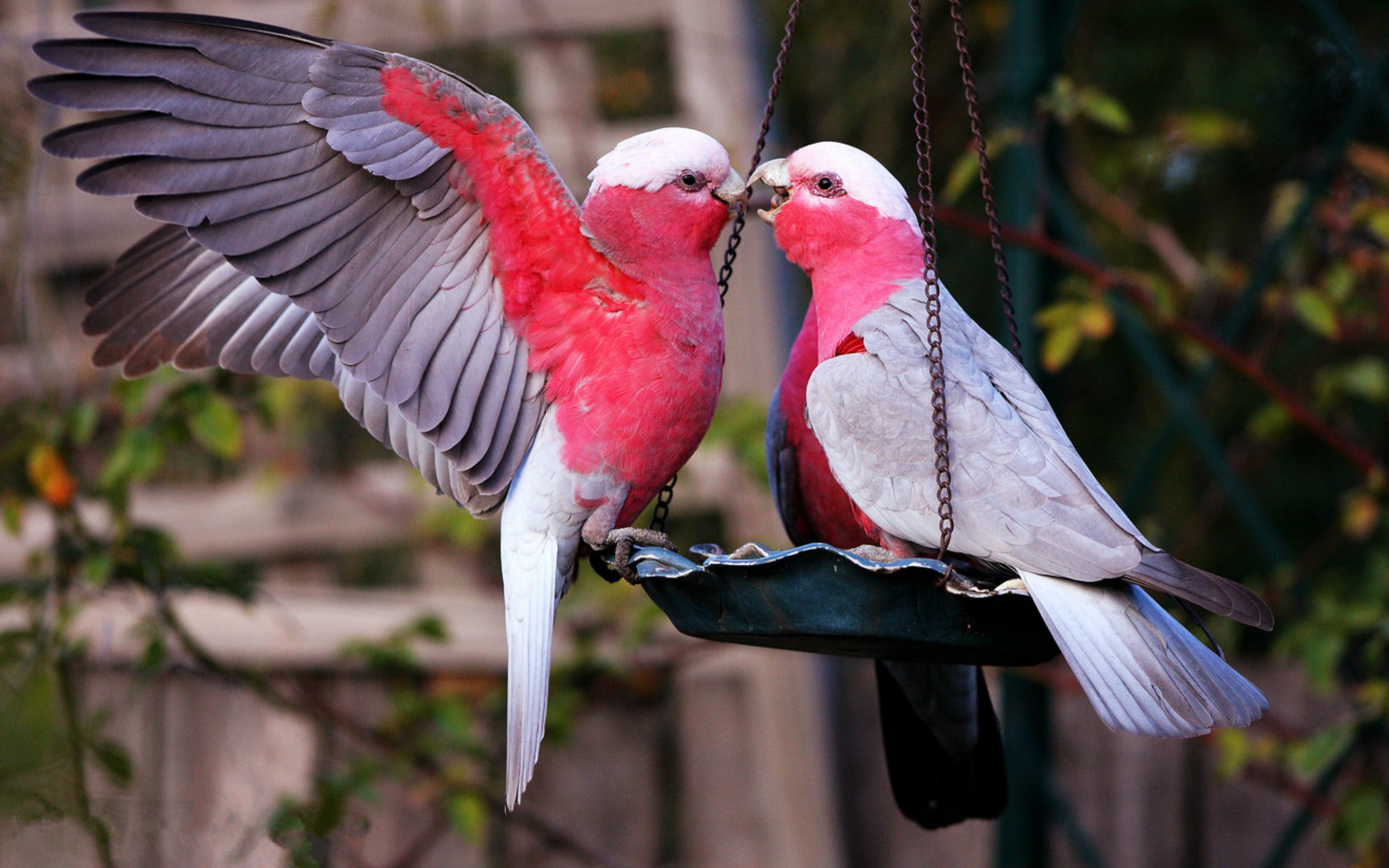 Beautiful Love Birds Wallpaper  Download to your mobile from PHONEKY