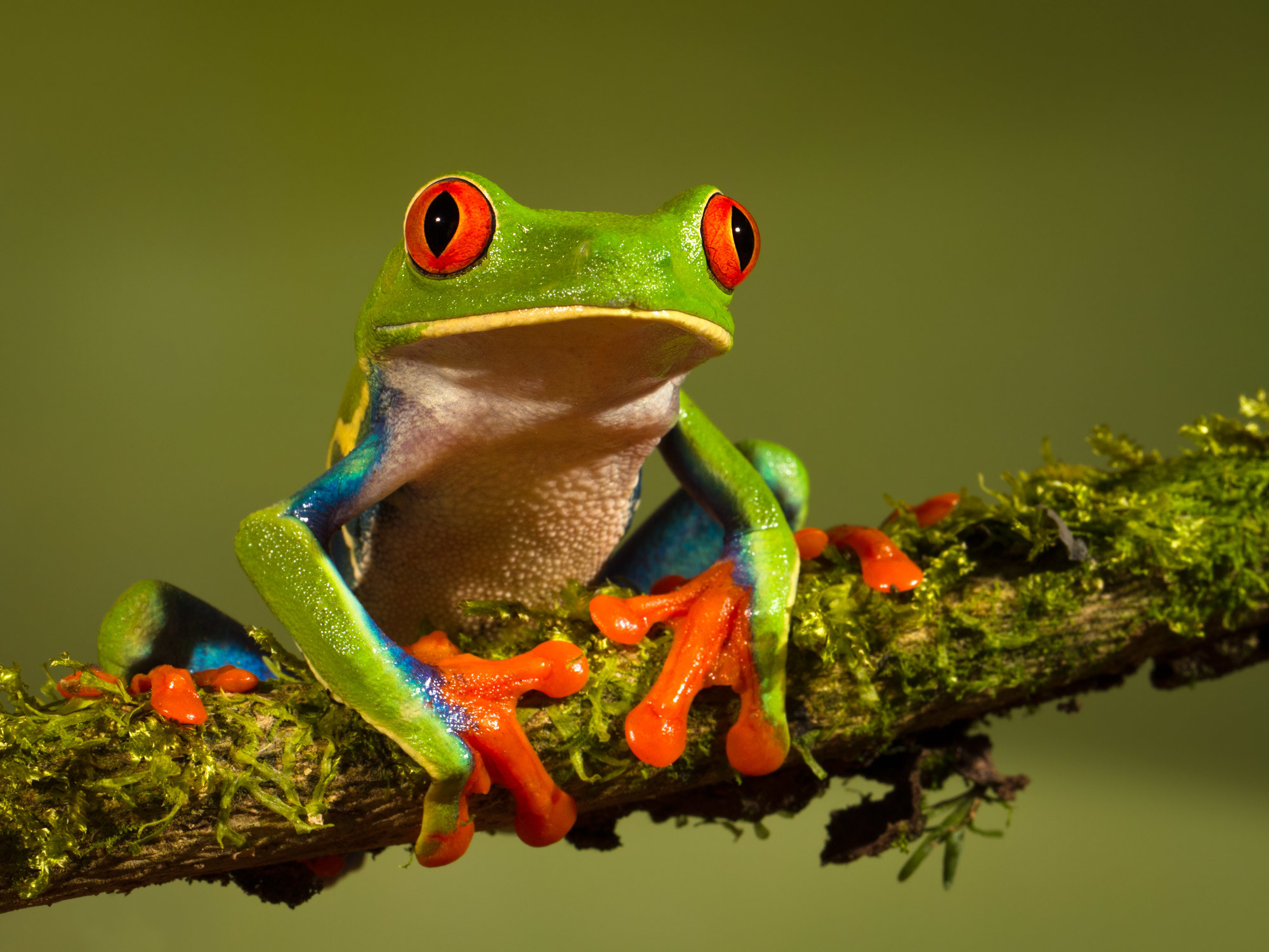 World Frog Day: Cutest Frog Pictures You'll Ever See! 