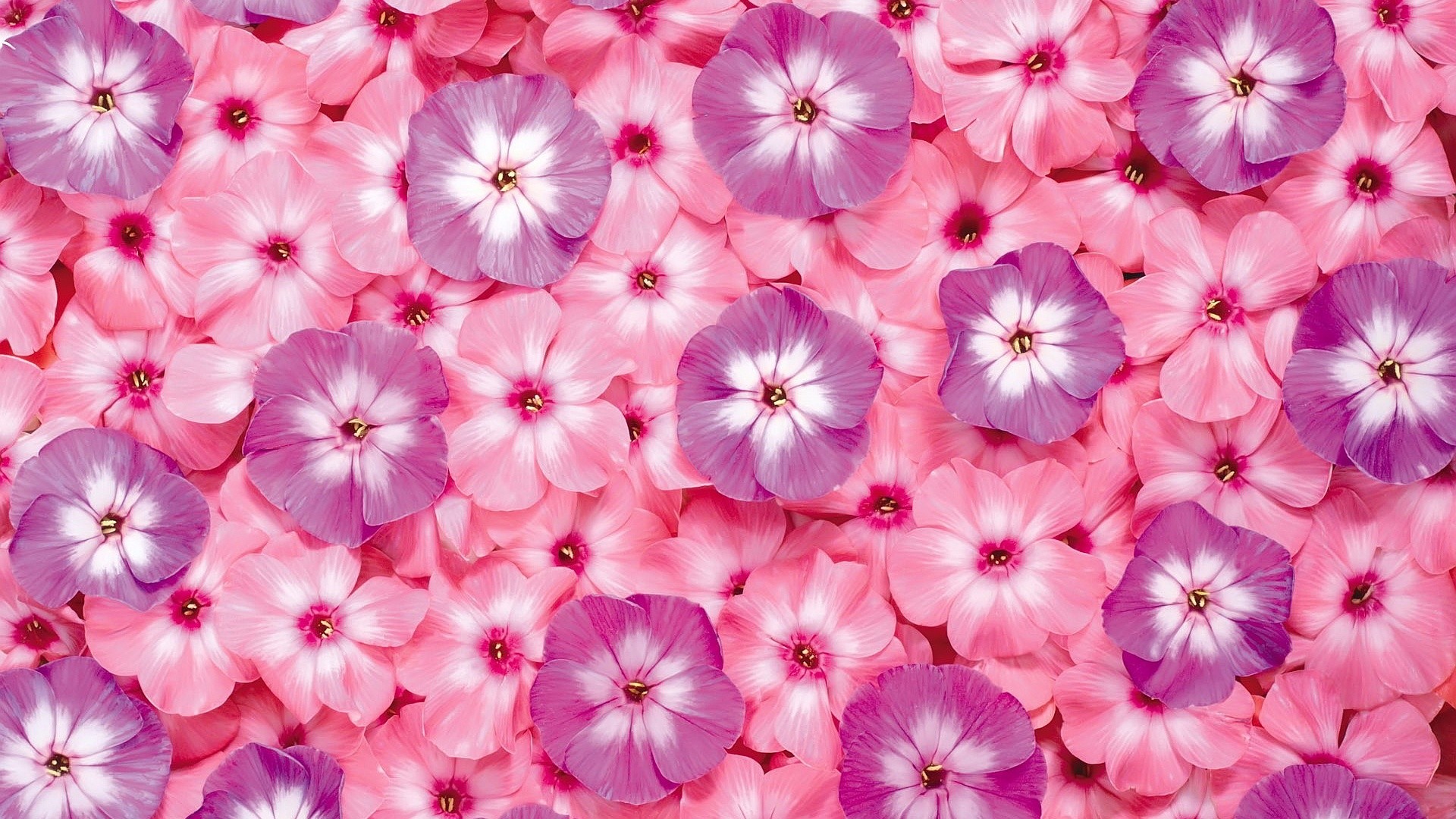 100 Pink Flower Phone Wallpapers  Wallpaperscom