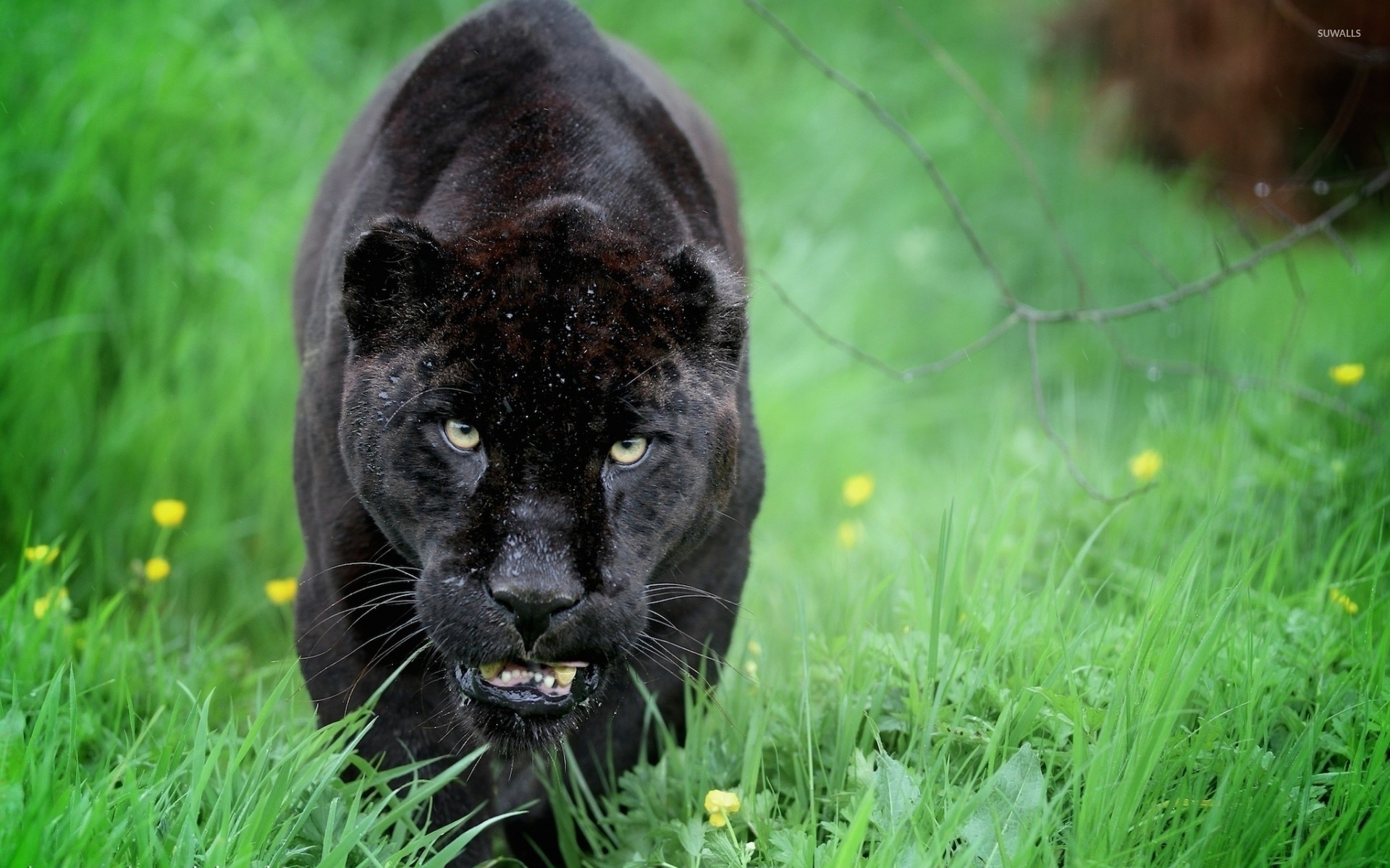 Black panther sneaking in the green grass wallpaper 1920x1200
