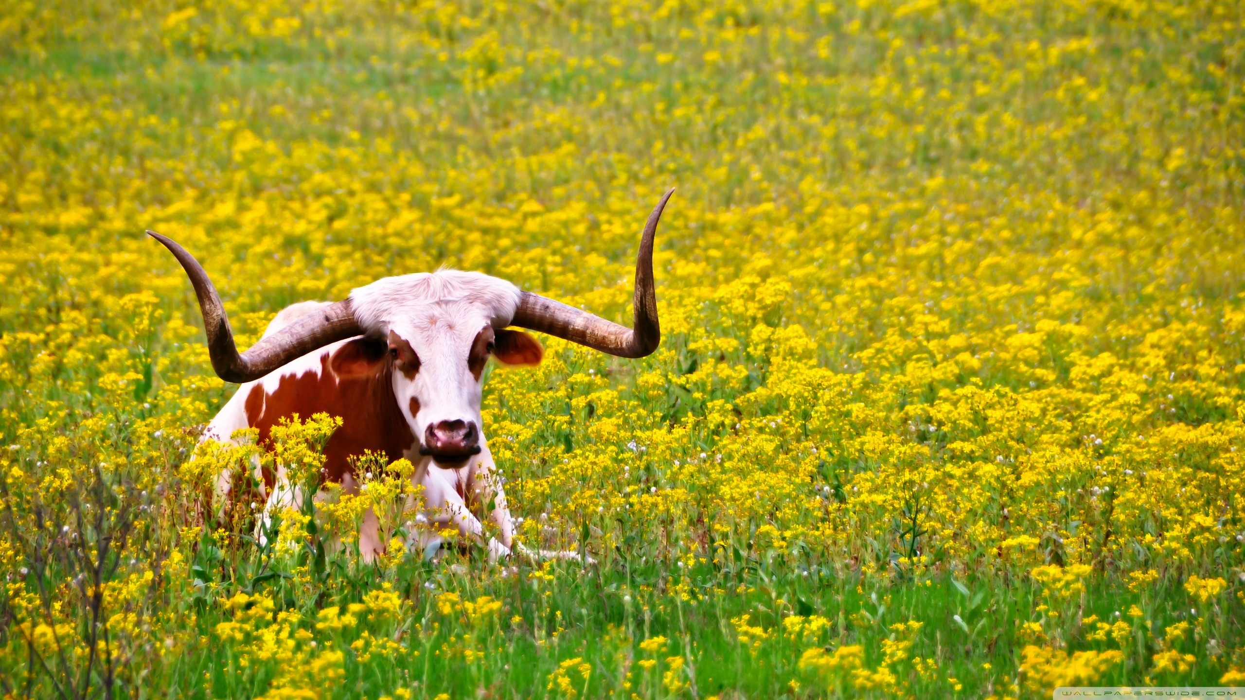 5200 Texas Longhorn Cattle Stock Photos Pictures  RoyaltyFree Images   iStock  Texas hill country Texas ranch Dallas texas