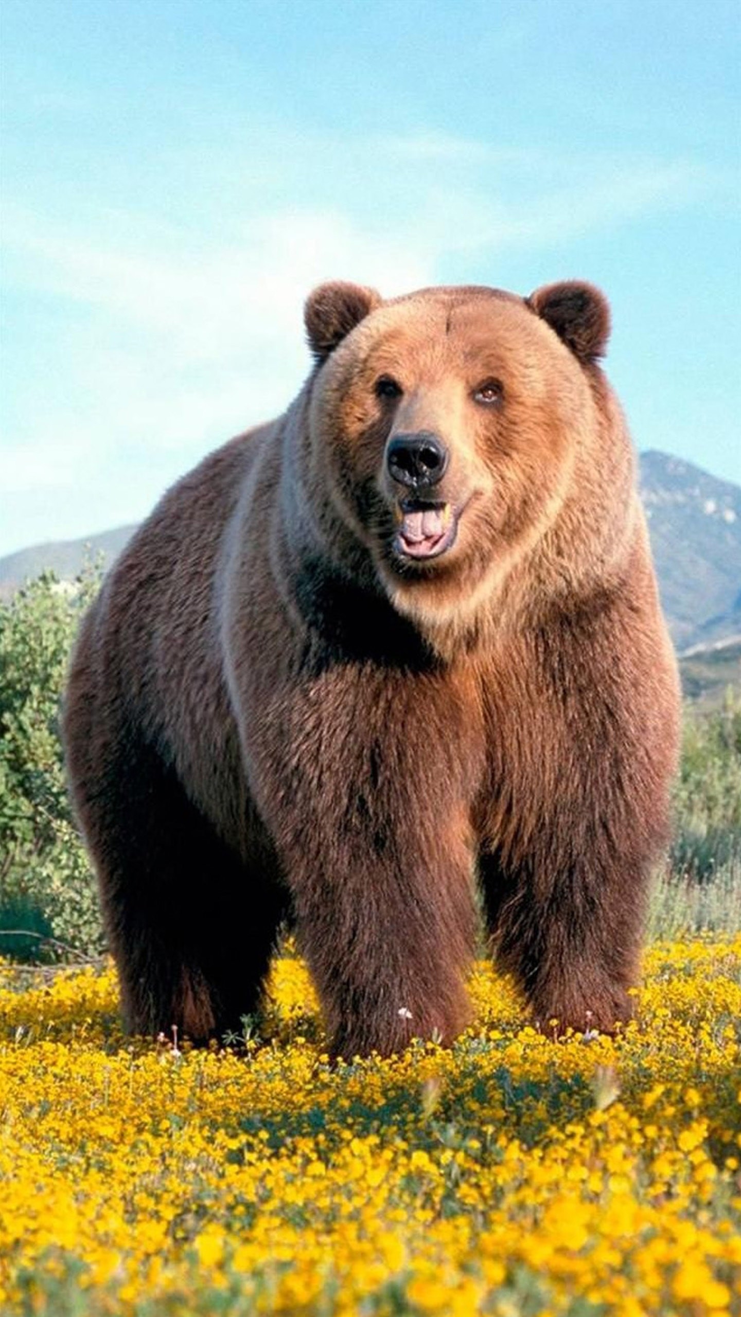 Группа бурого медведя. Медведь Гризли. Медведь Гризли бурый медведь Гризли. Аляскинский бурый медведь. Гризли и бурый медведь.