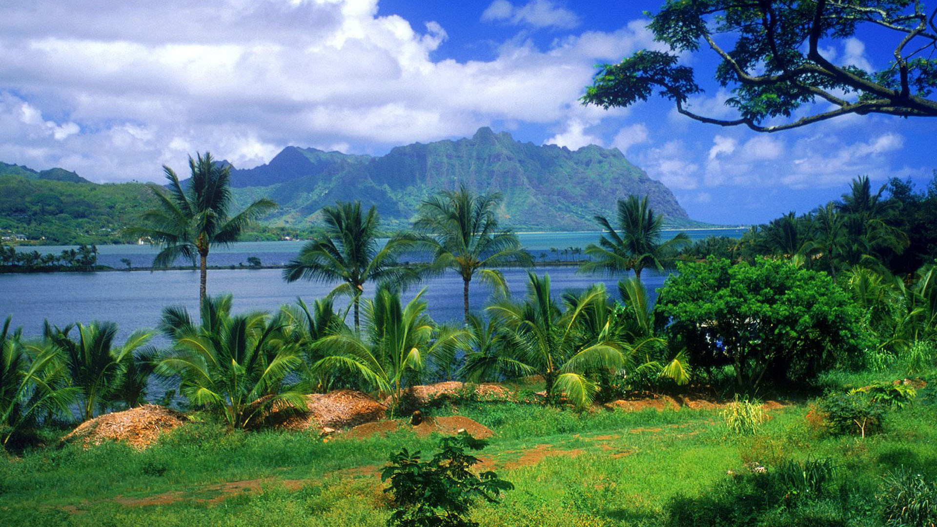 HD Nature Wallpapers 1080p 74 Pictures WallpaperSet