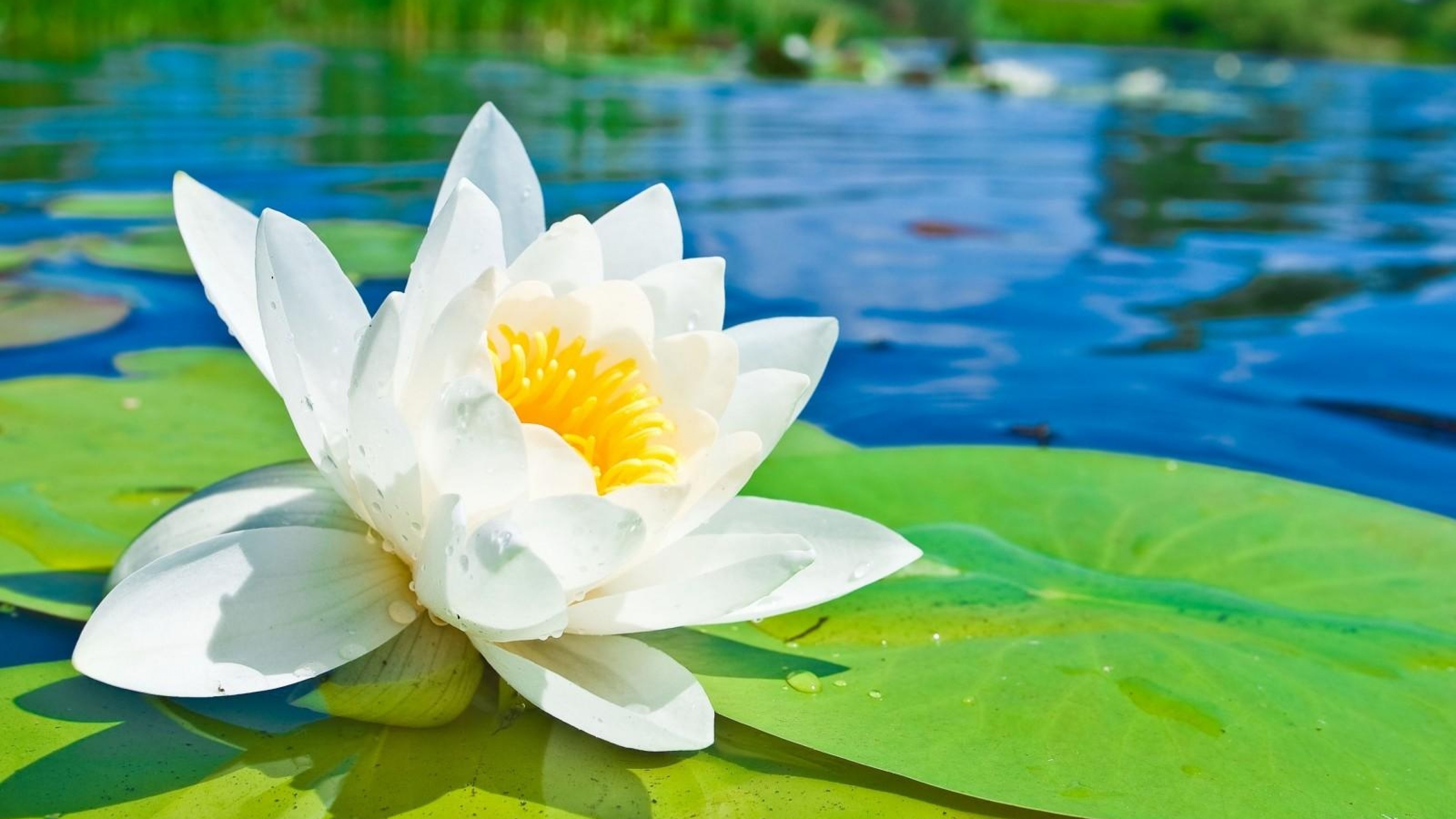 Water Lily Wallpaper (69+ pictures)