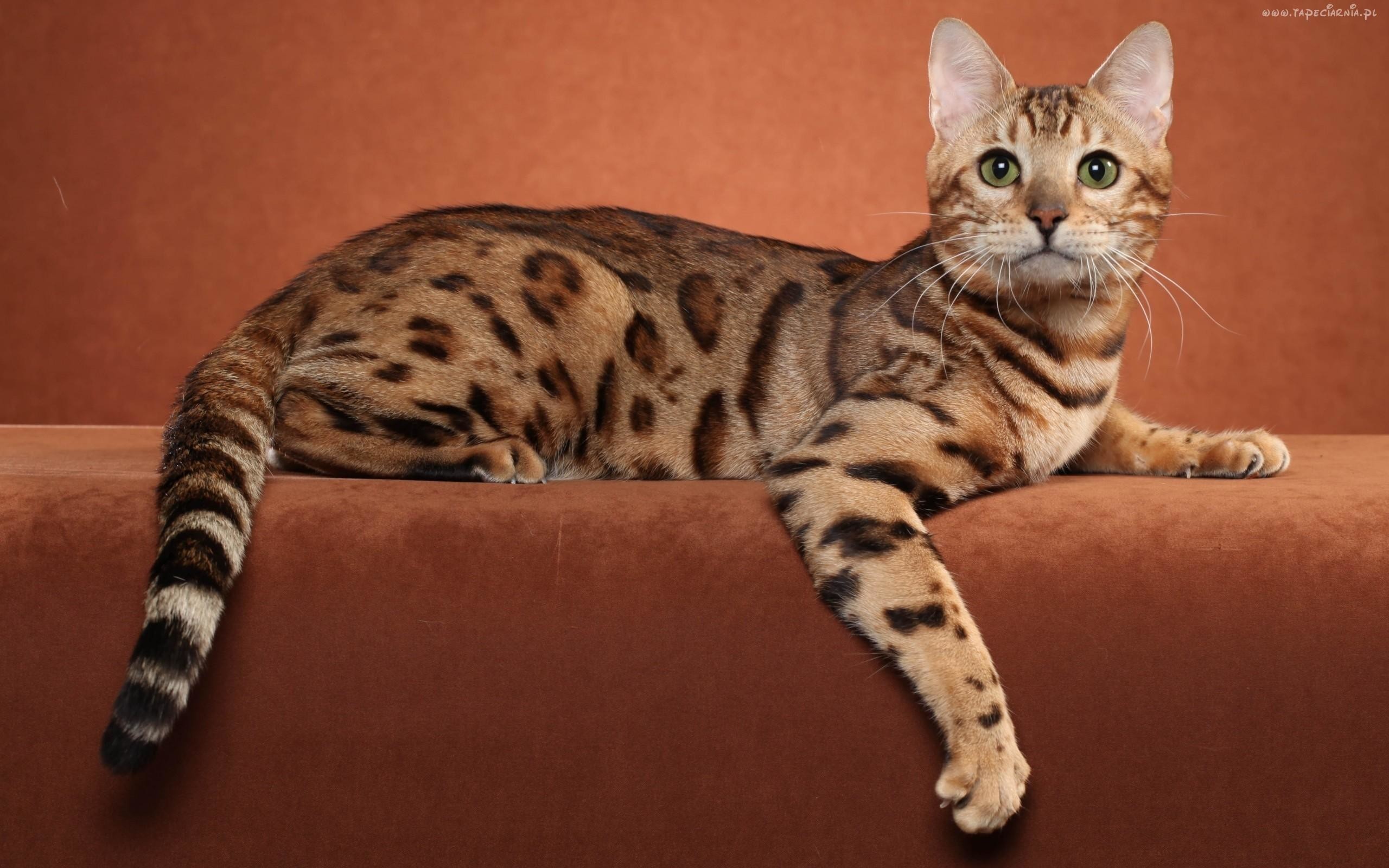 Bengal Cat Wallpaper 59 Pictures WallpaperSet