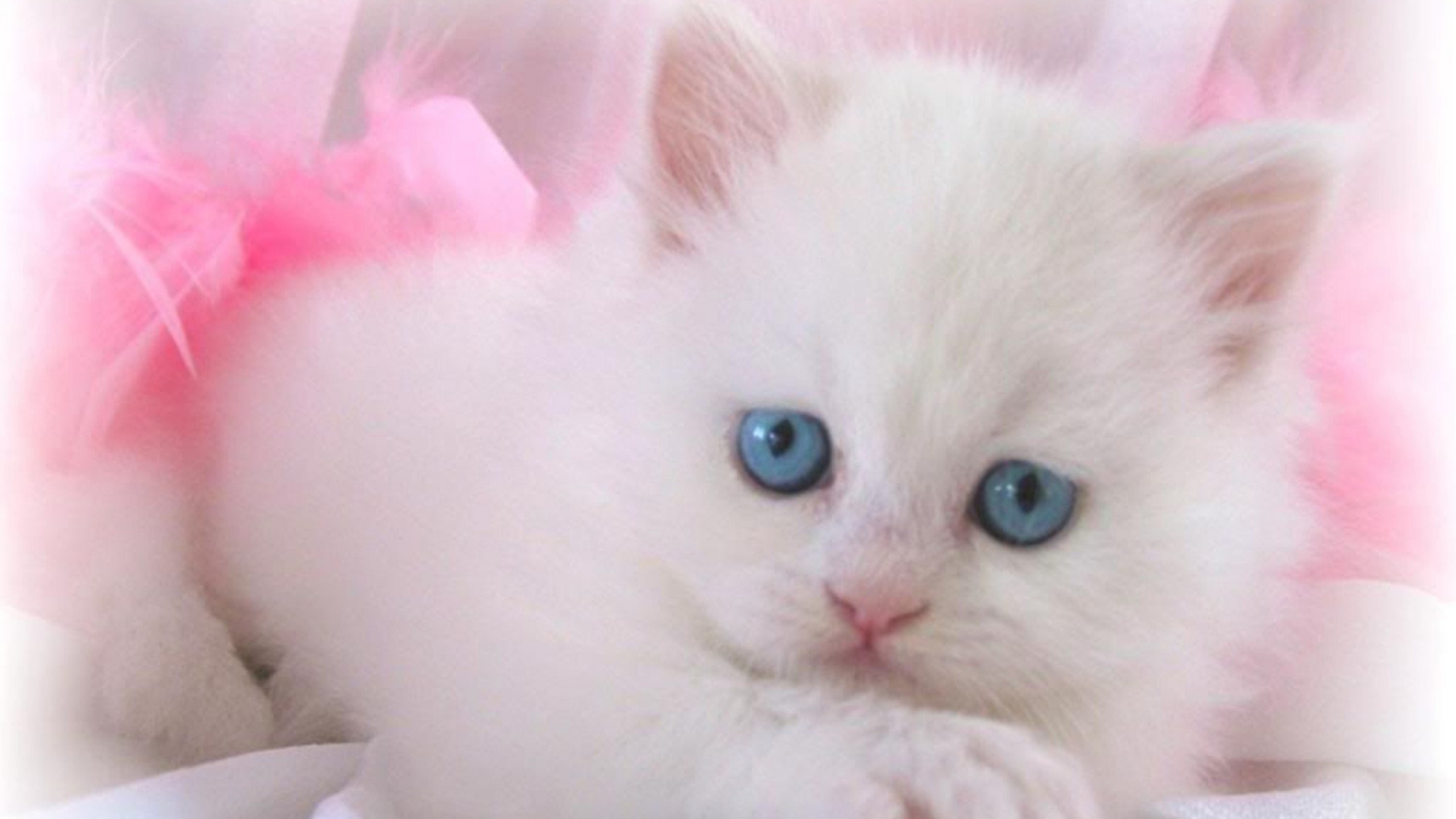 Cute White Cat 805317 2560x1440