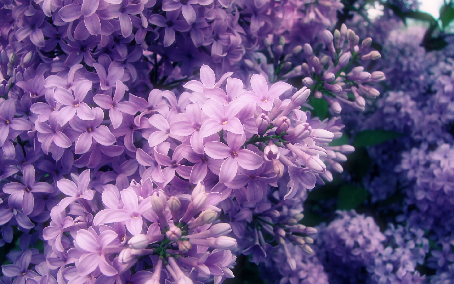 Pink and Purple Flower Backgrounds (59+ pictures)