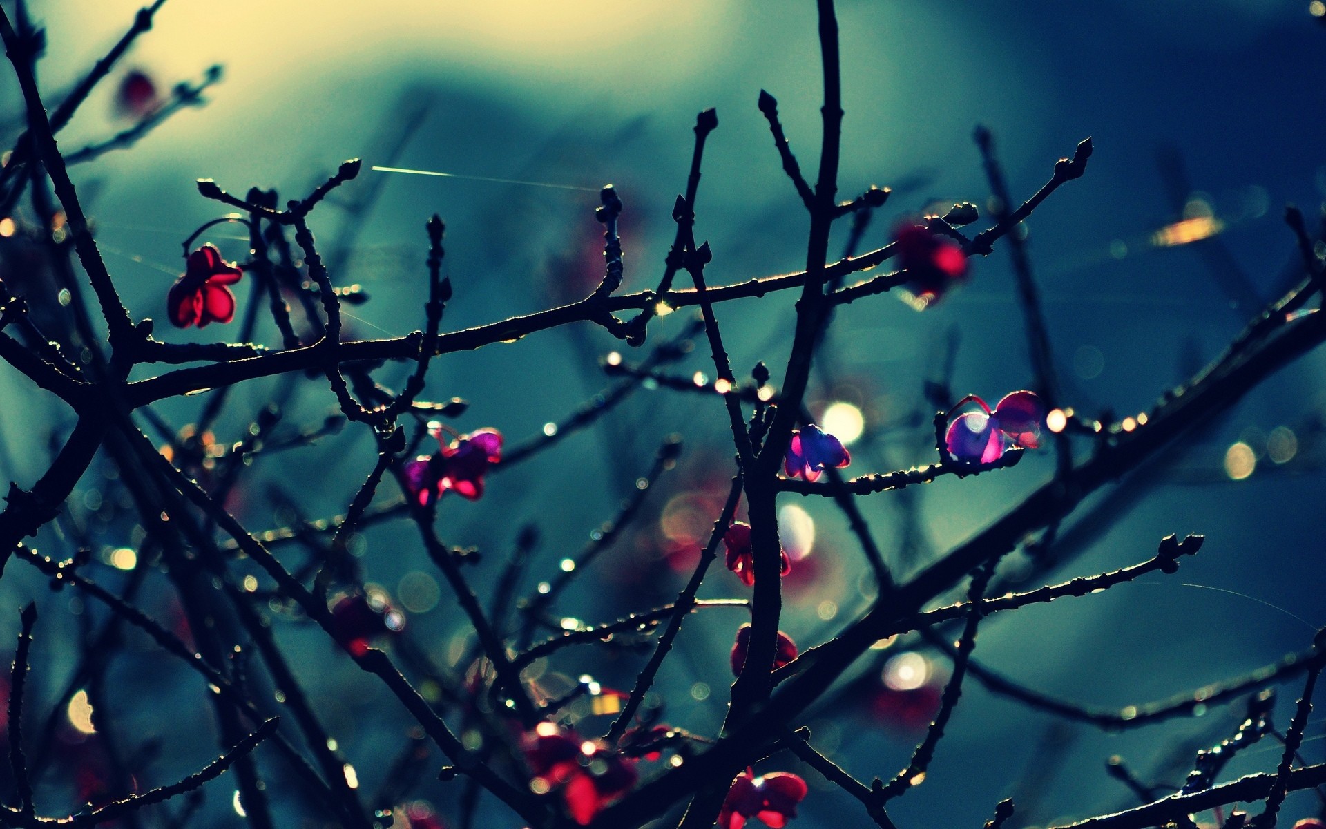 Glitter 74 Free Wallpapers Wallpaper 1920x1200