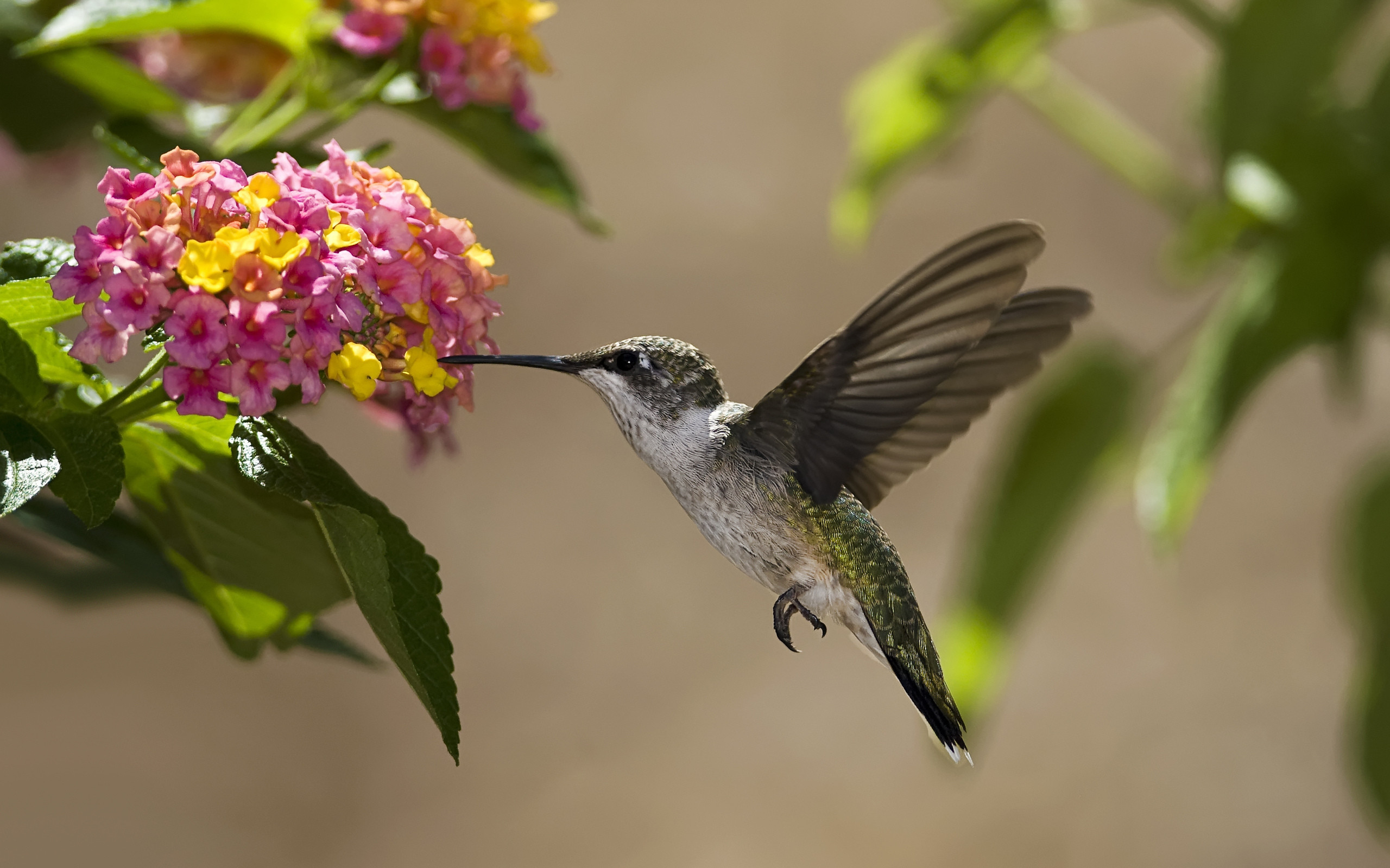 Hummingbird Bird Nature  Free photo on Pixabay  Pixabay