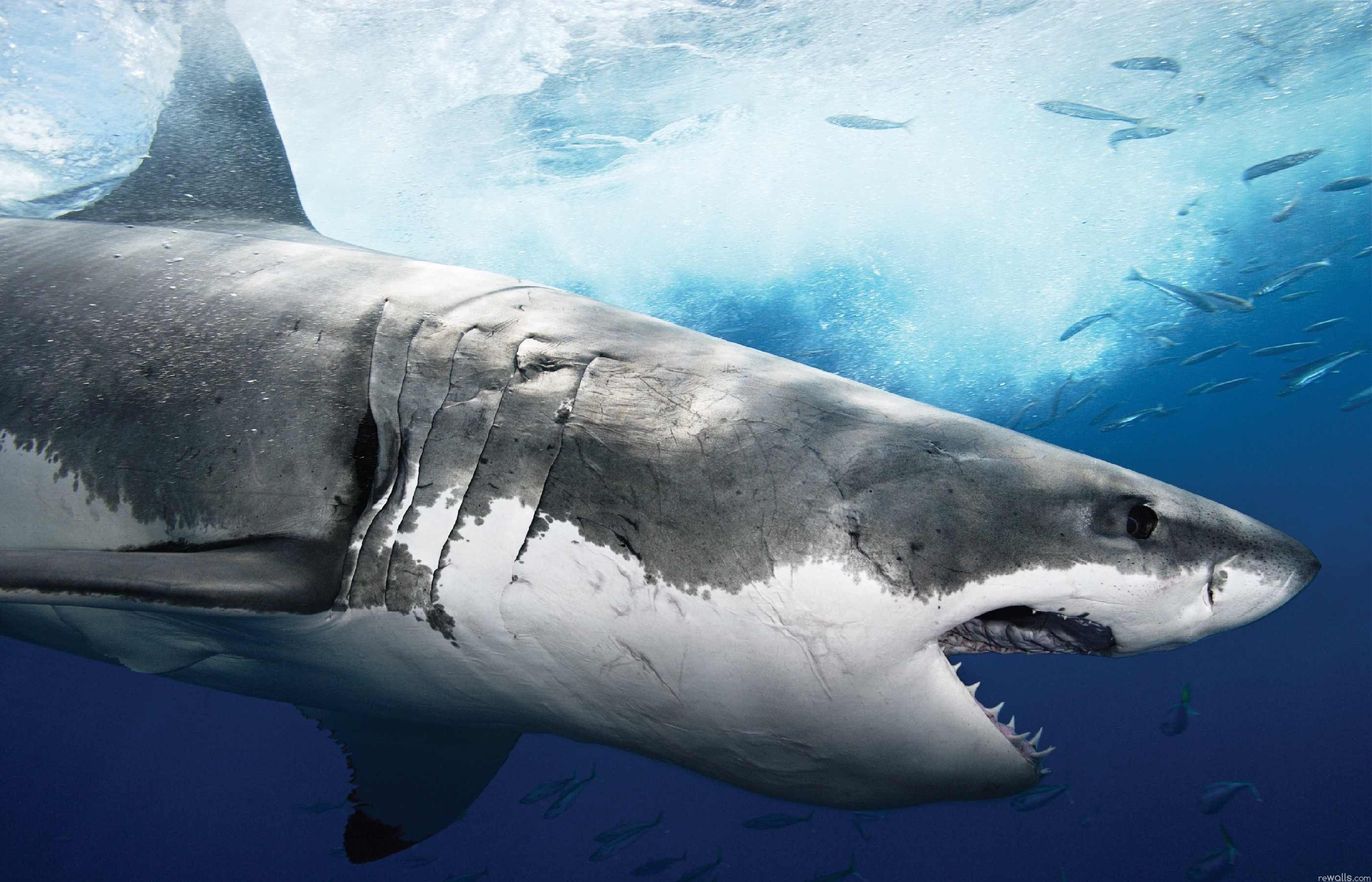 20+ Great White Shark HD Wallpapers and Backgrounds